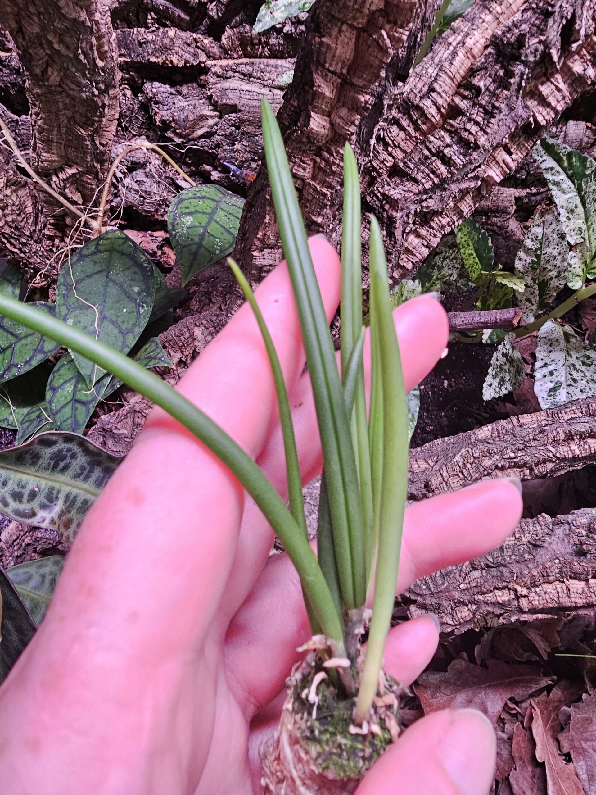 Orchidée miniature - Leptotes bicolor – Image 3