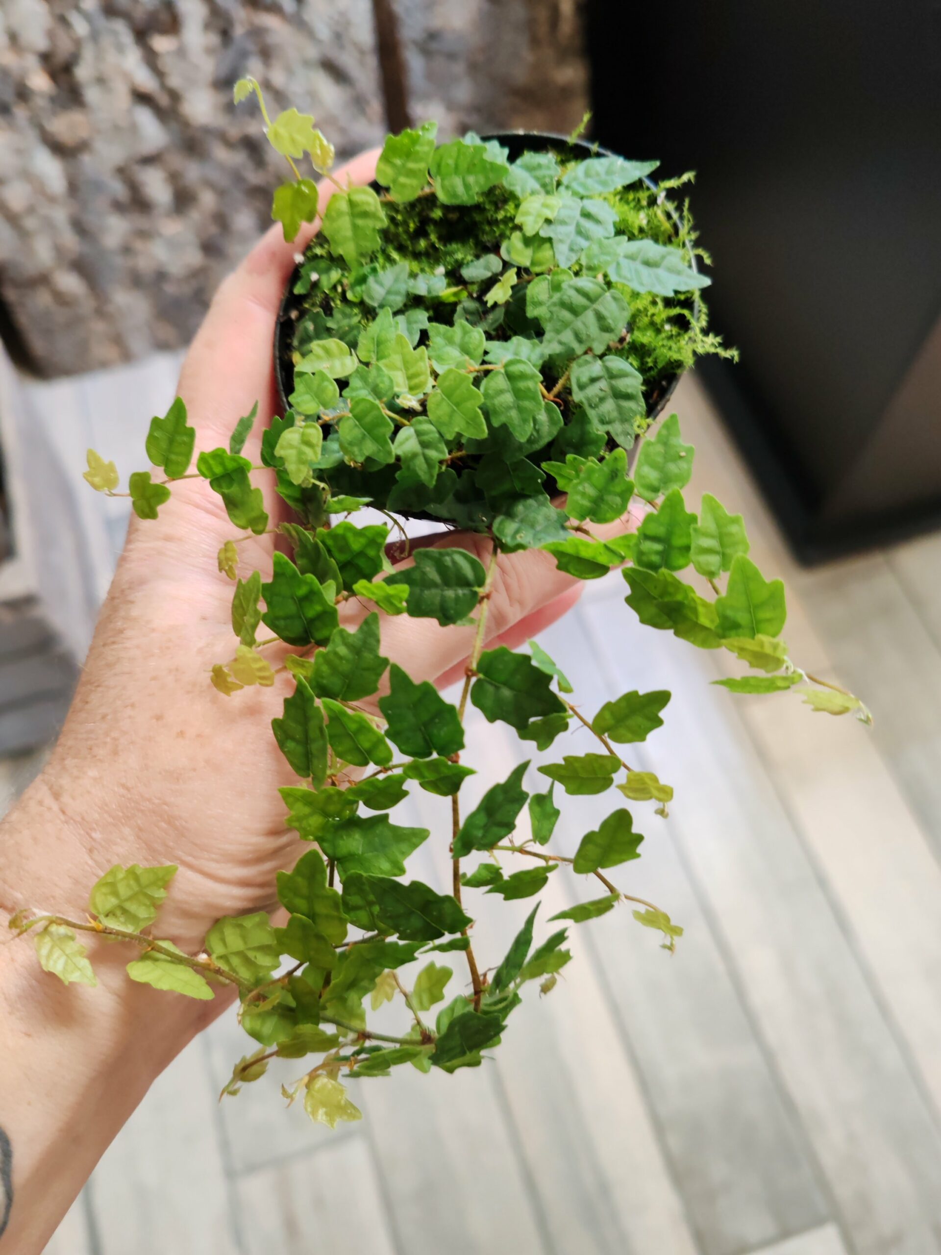 Ficus pumila var. quercifolia – Image 2