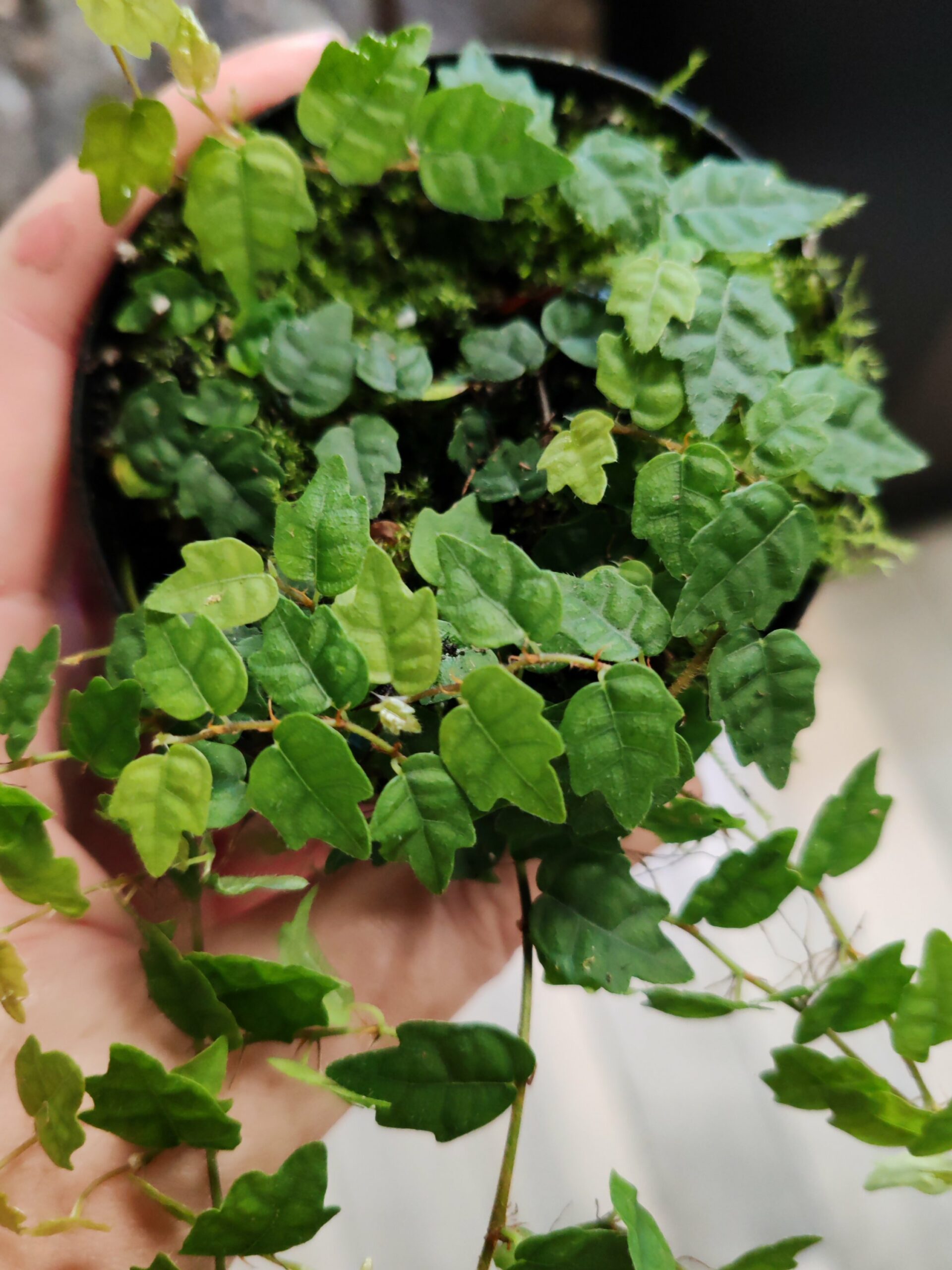 Ficus pumila var. quercifolia – Image 3