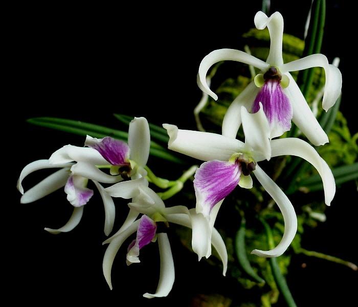 Orchidée miniature - Leptotes bicolor