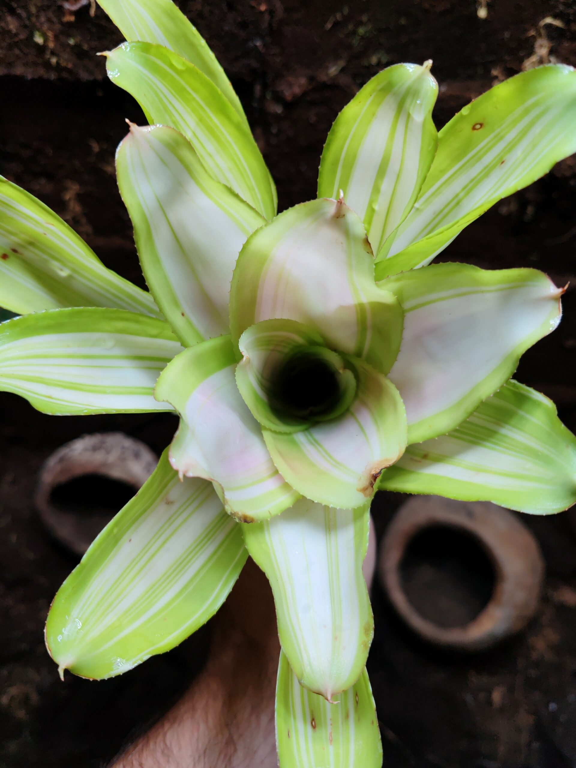 Neoregelia Alejandro
