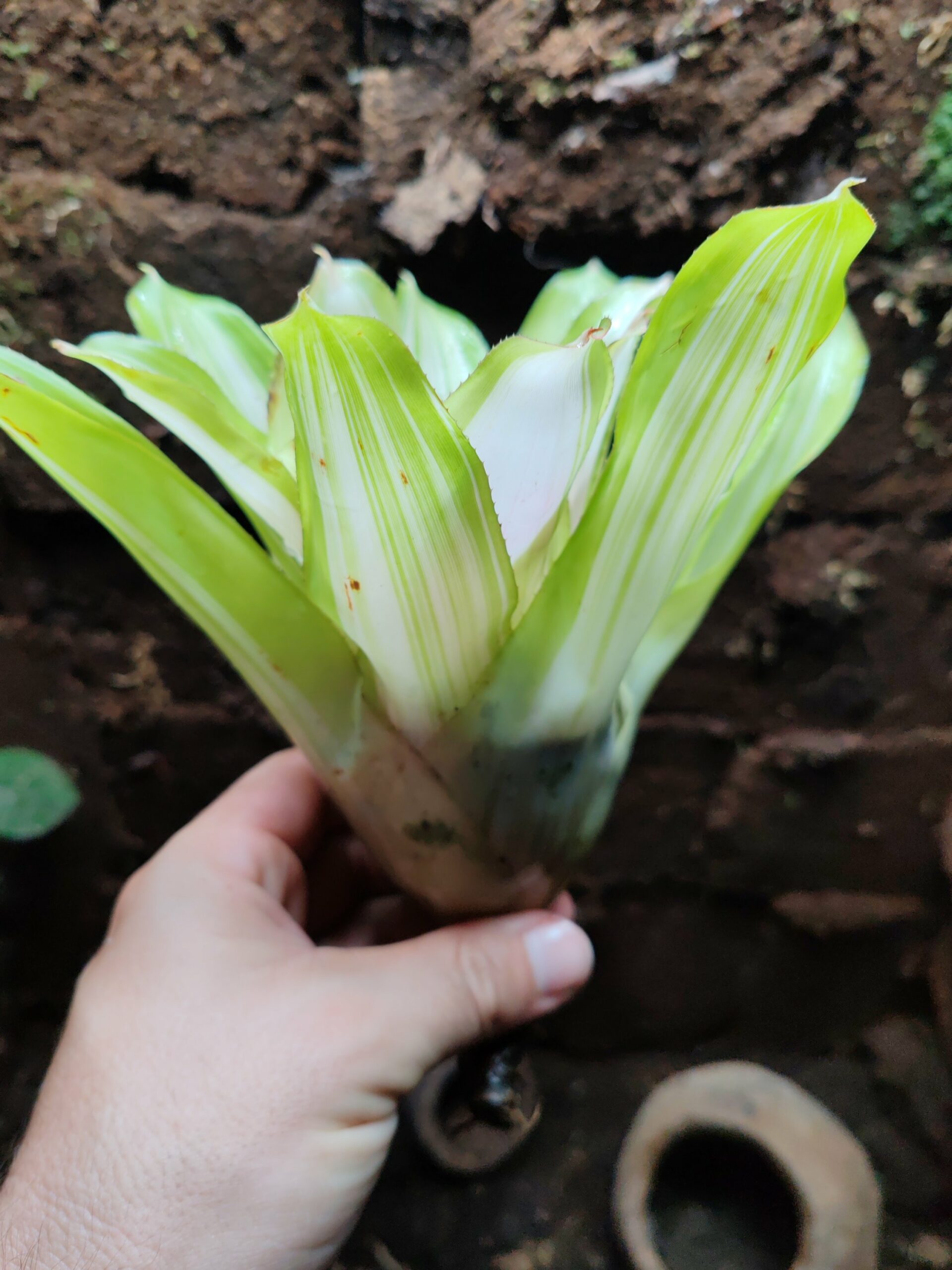 Neoregelia Alejandro – Image 2