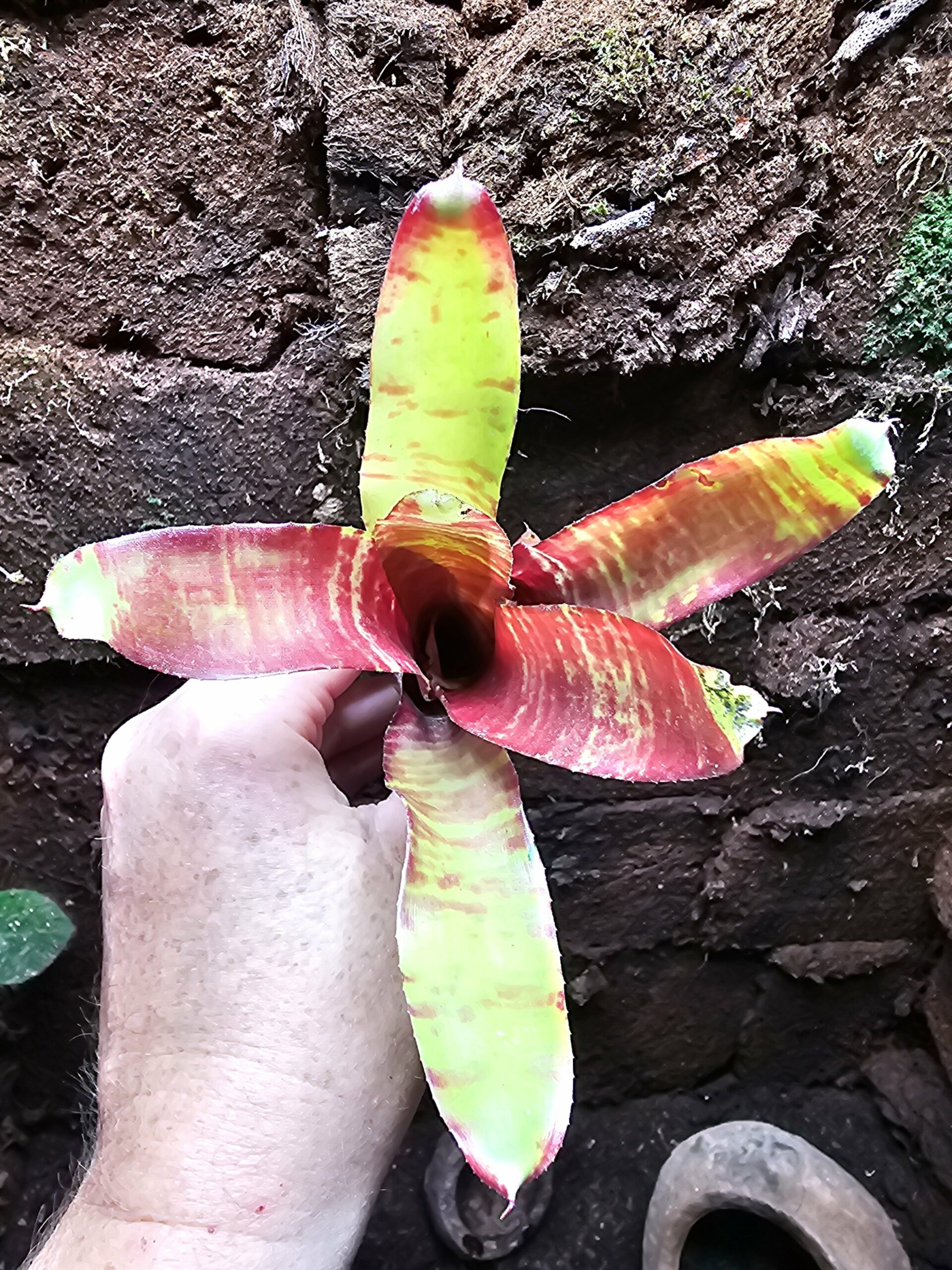 Neoregelia Rusty Small