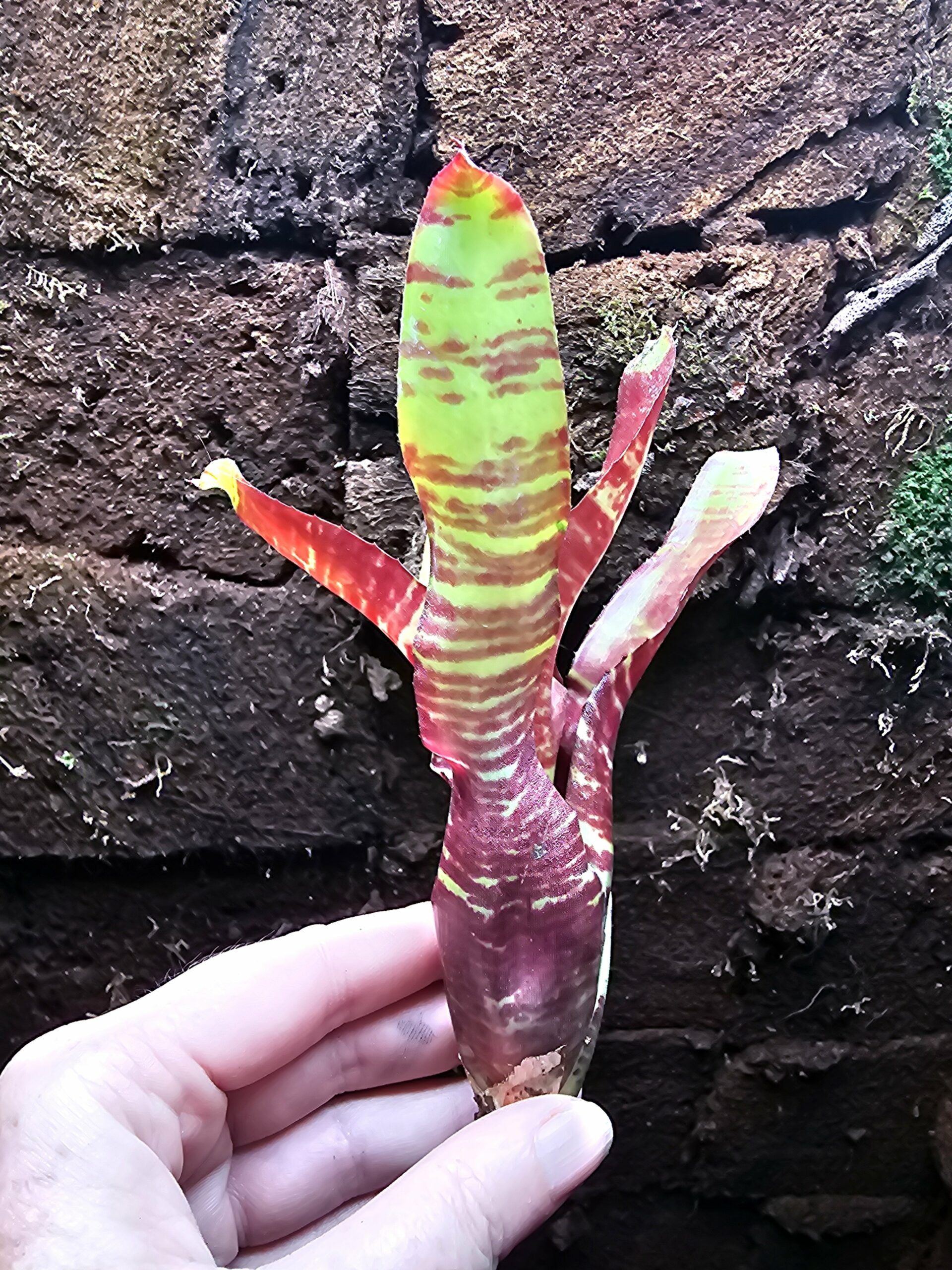 Neoregelia Rusty Small – Image 2