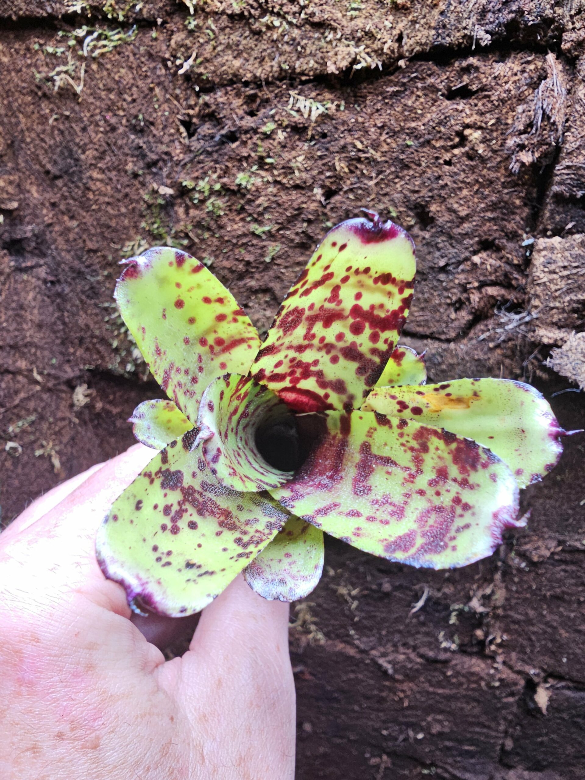 Neoregelia pussy tiger