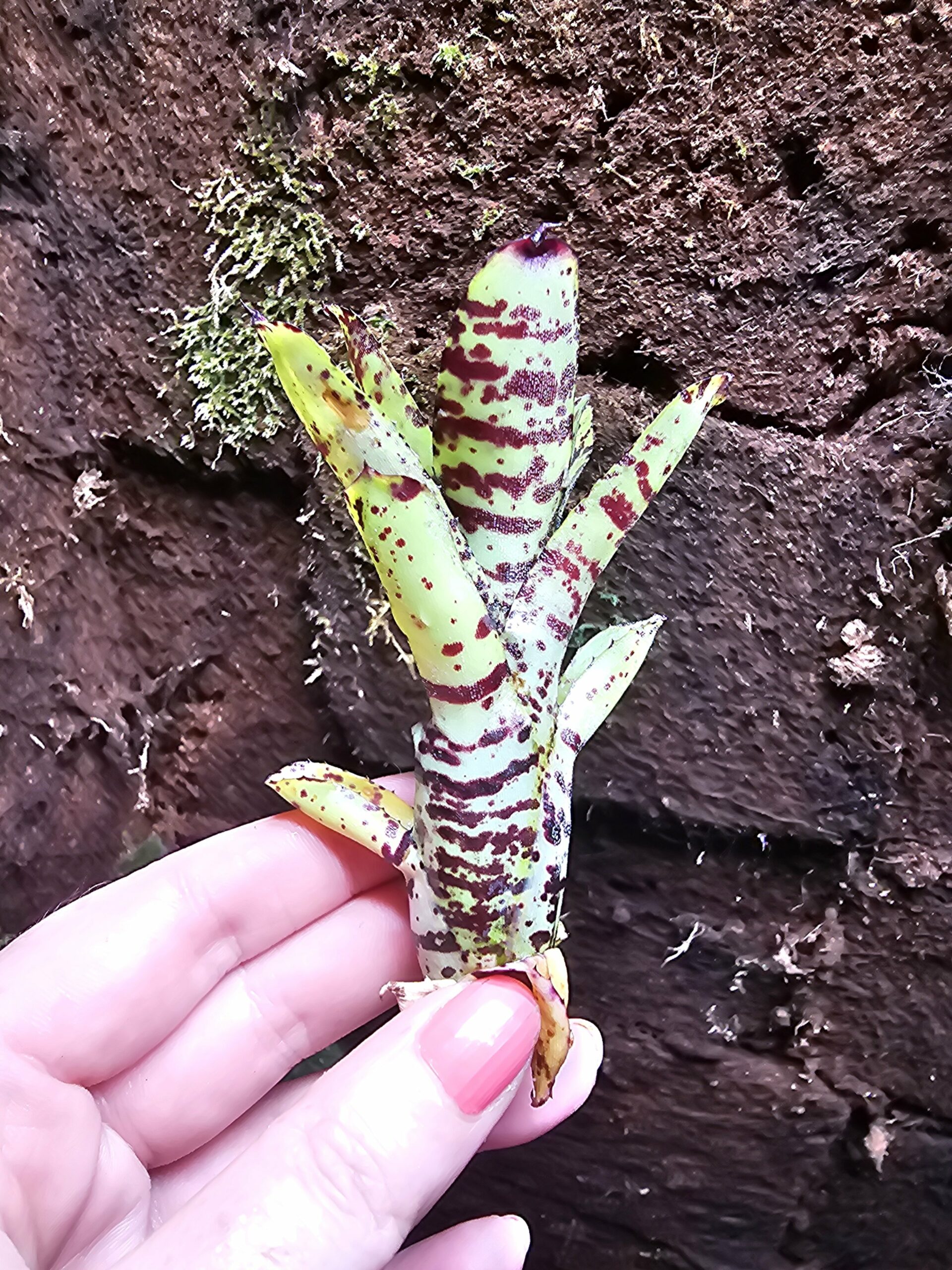 Neoregelia pussy tiger – Image 2