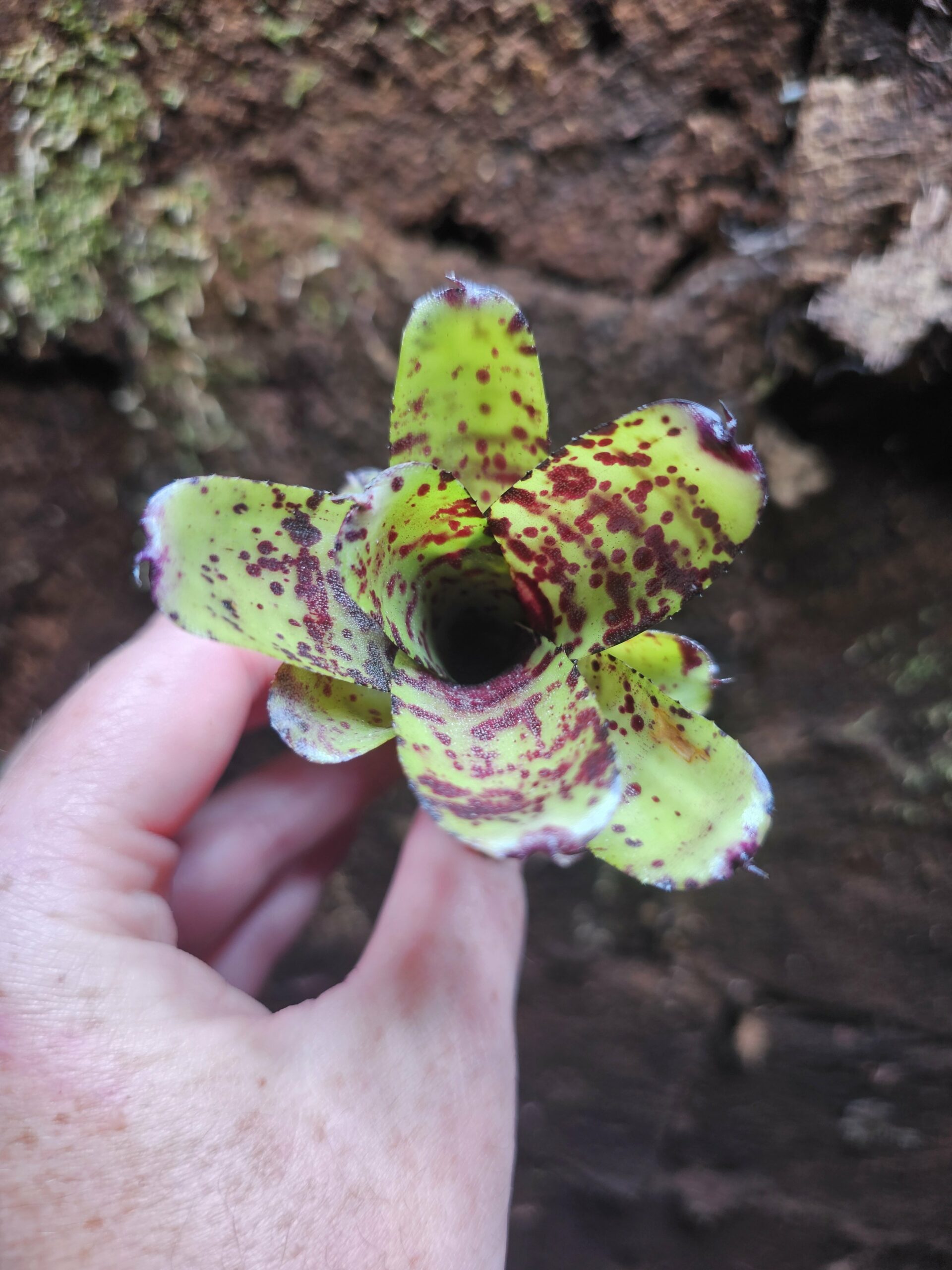 Neoregelia pussy tiger – Image 3