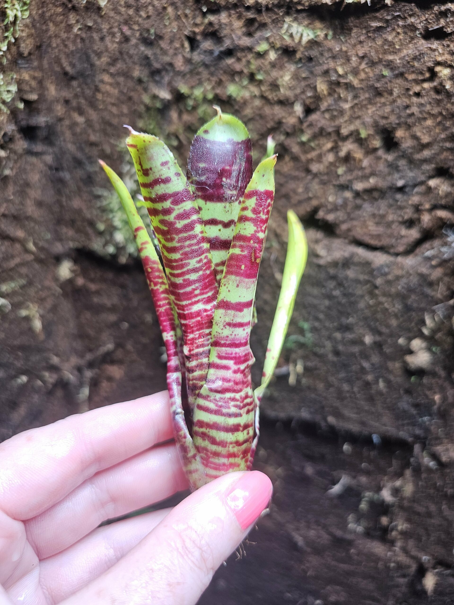 Neoregelia Bandidos – Image 2