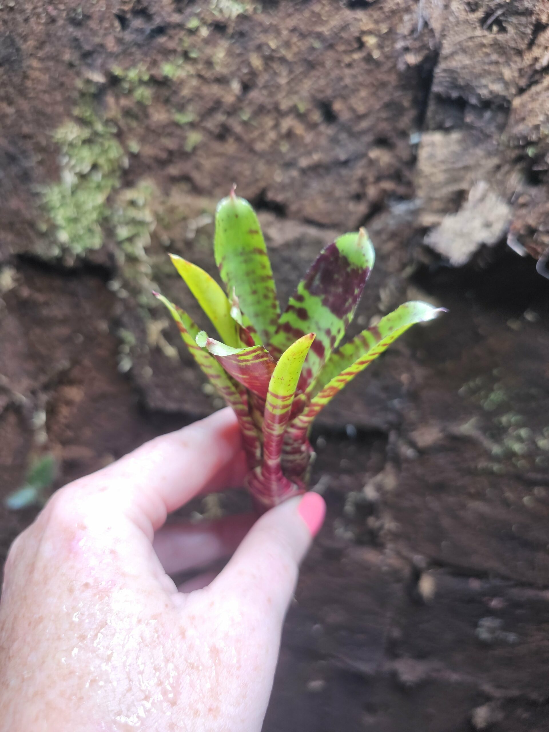 Neoregelia Bandidos – Image 3