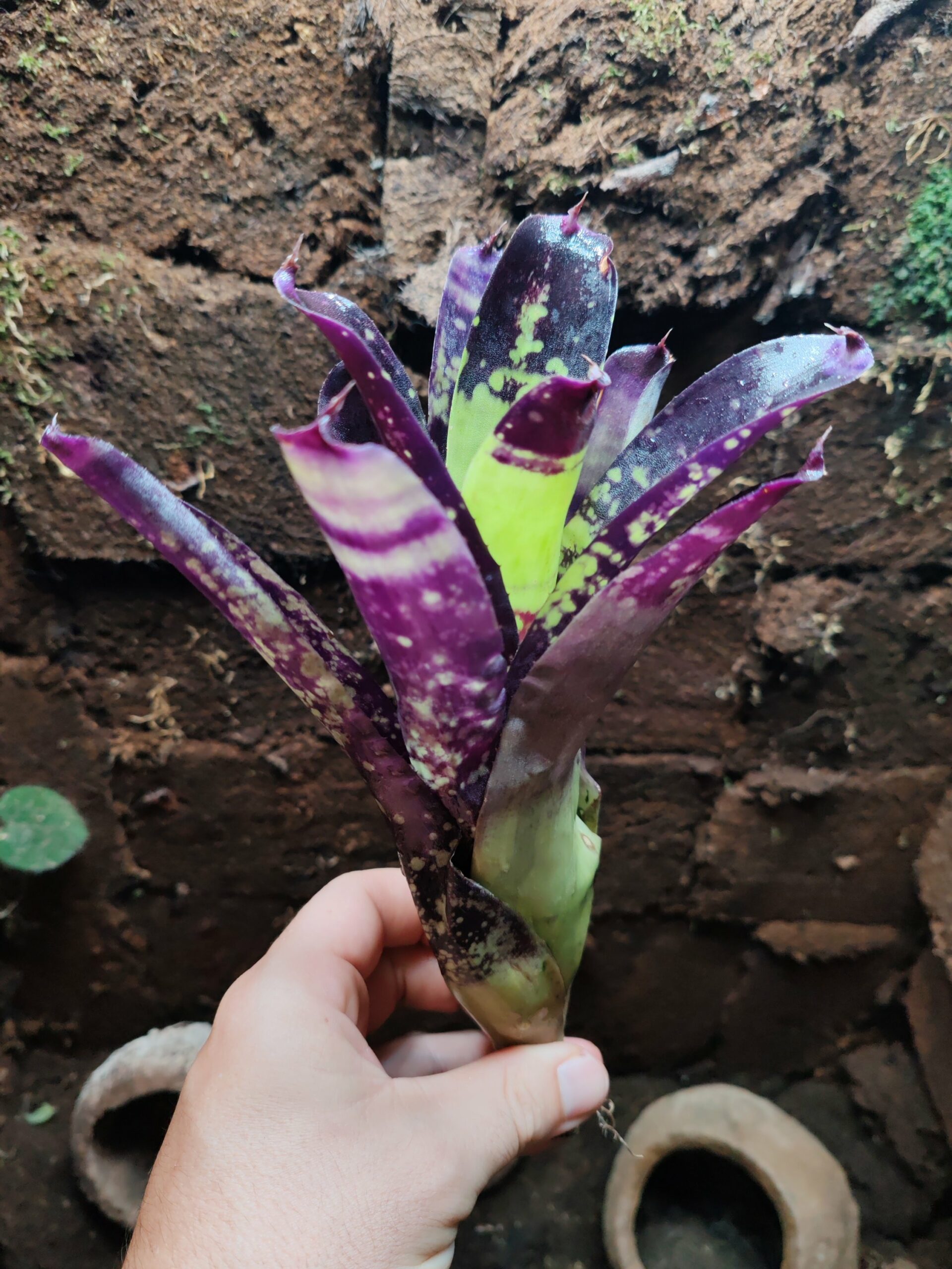 Neoregelia Pinoccino