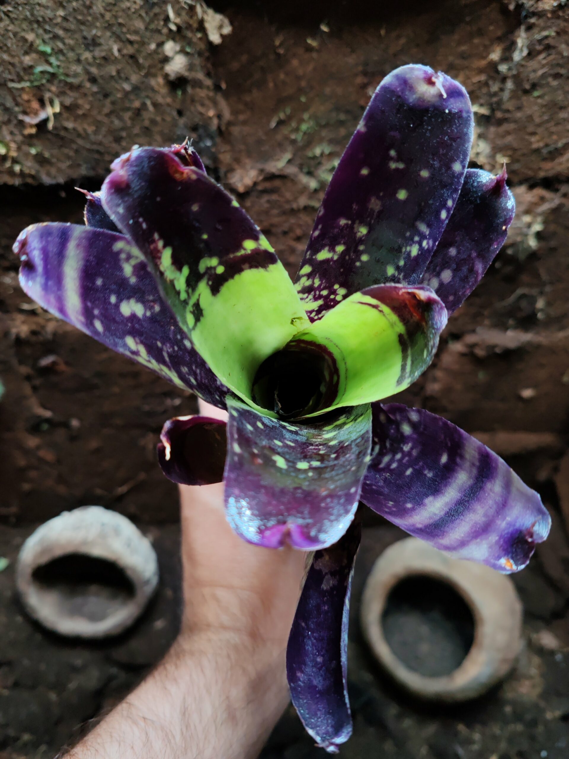 Neoregelia Pinoccino – Image 2