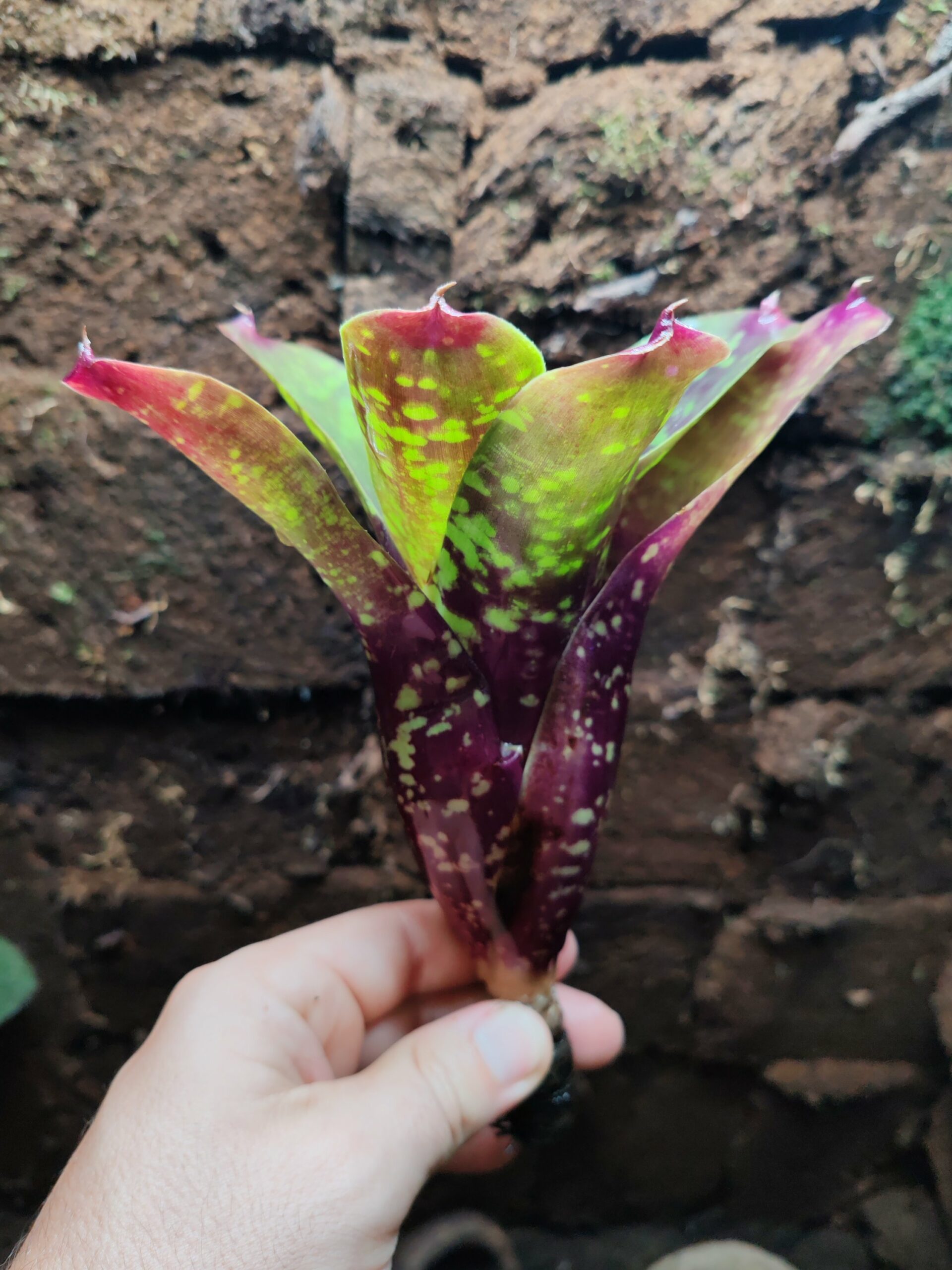 Neoregelia Chlorophite