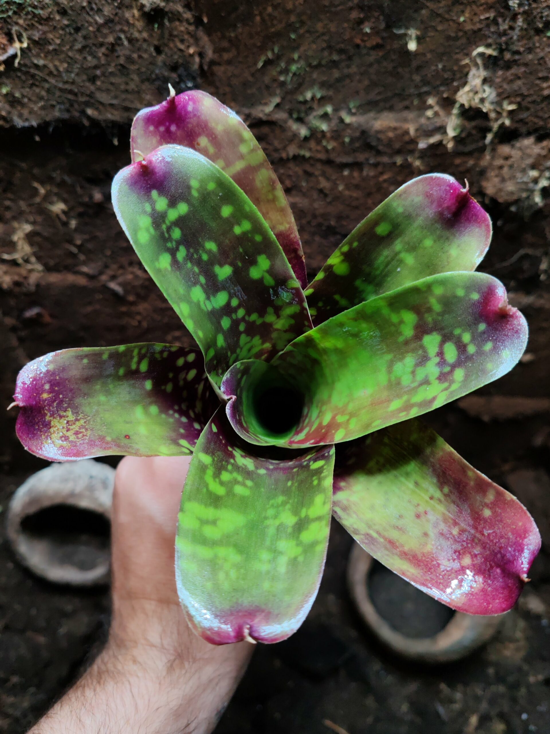 Neoregelia Chlorophite – Image 2