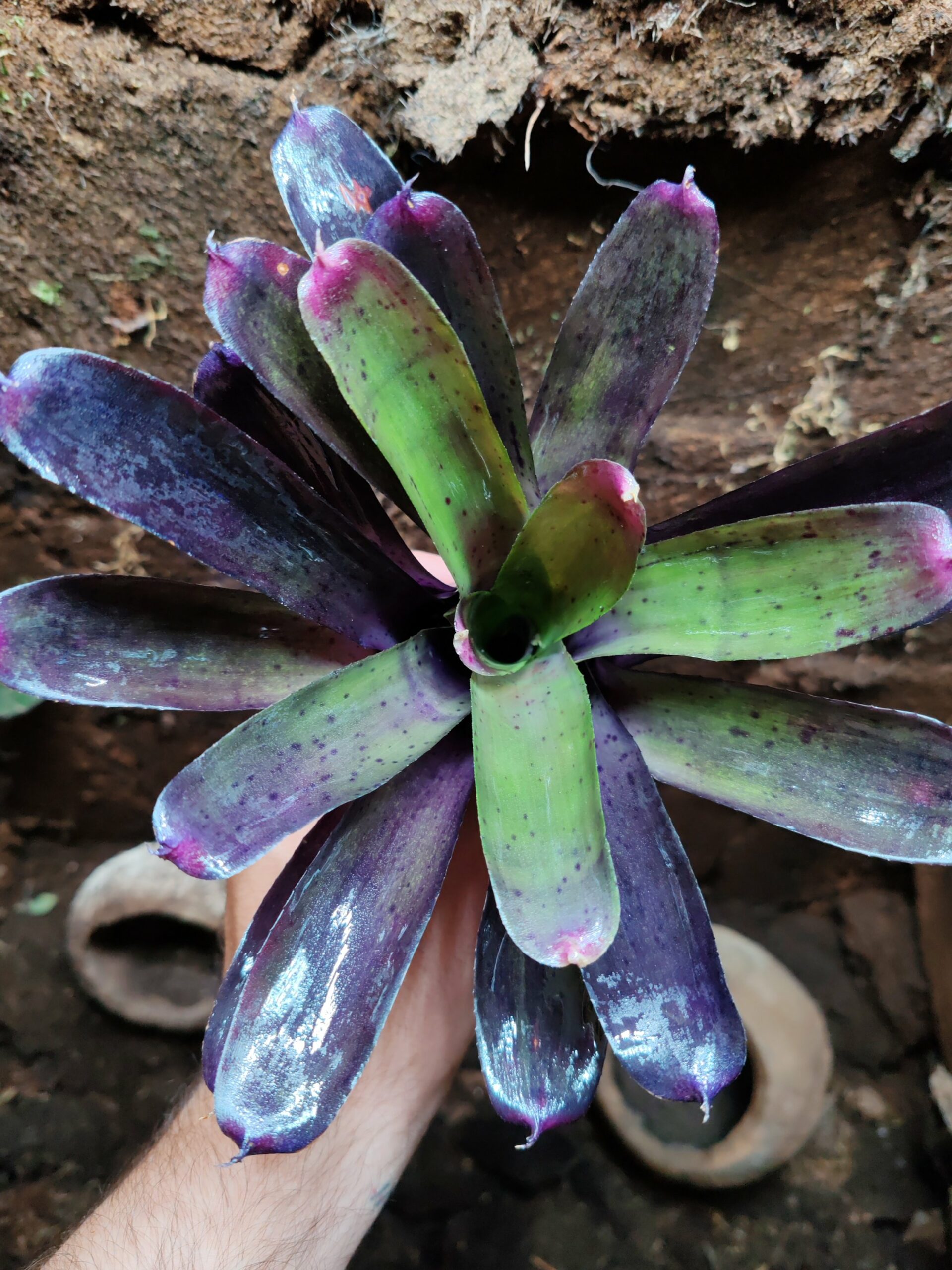 Neoregelia Meduse – Image 2