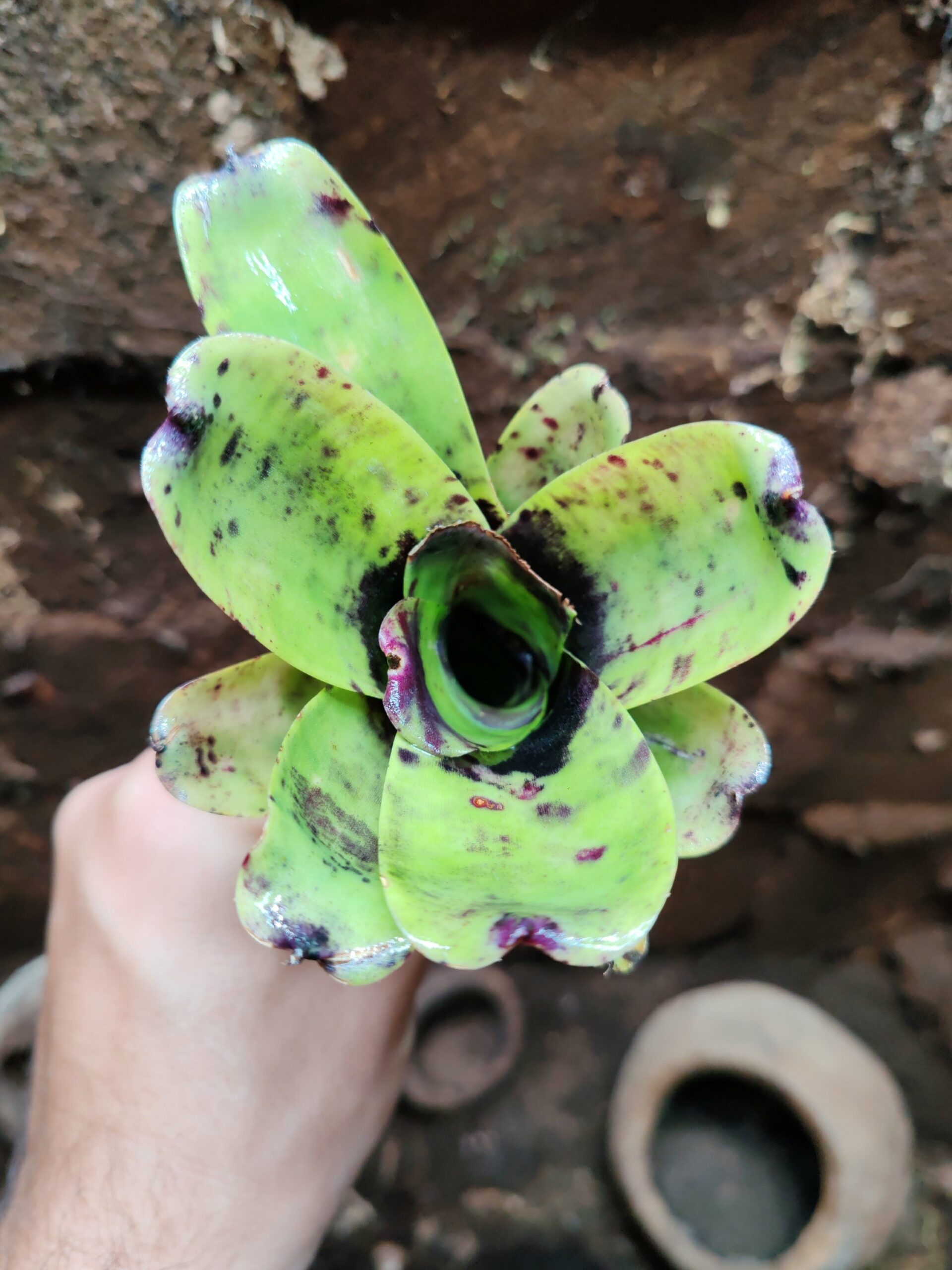 Neoregelia Bluepoint – Image 2