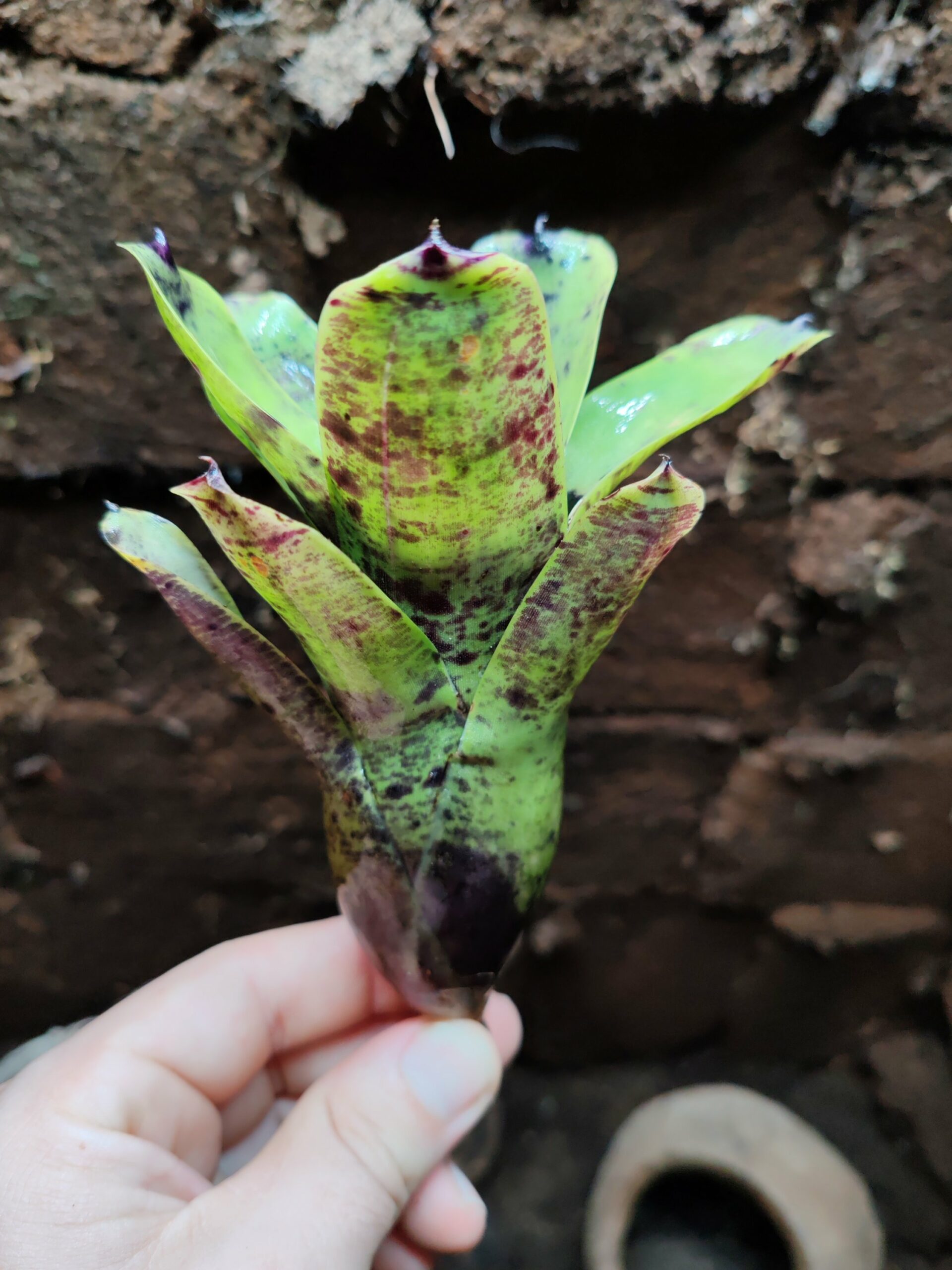 Neoregelia Bluepoint