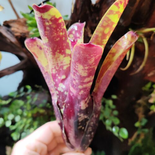 Neoregelia Chlorophite