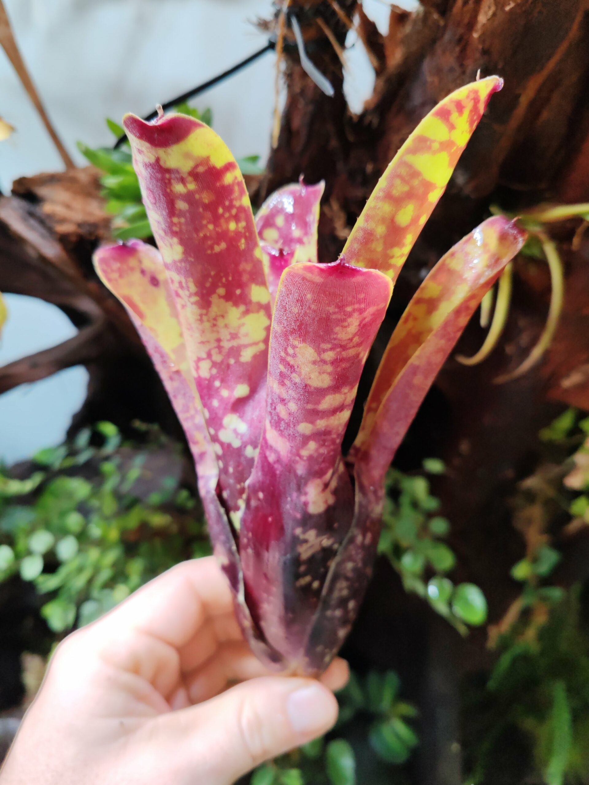 Neoregelia Chlorophite