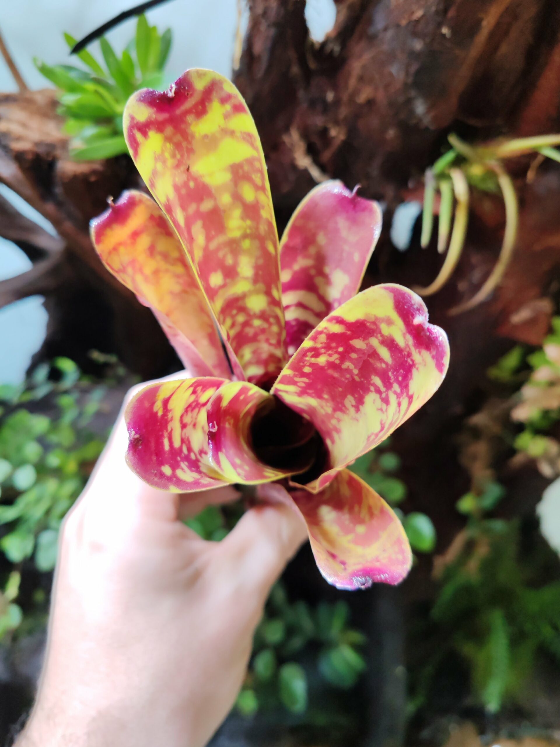 Neoregelia Chlorophite – Image 2