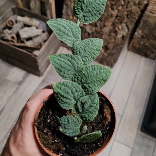 Rhaphidophora Tenuis 'silver'