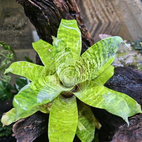 Goudea ospinae var. gruberi