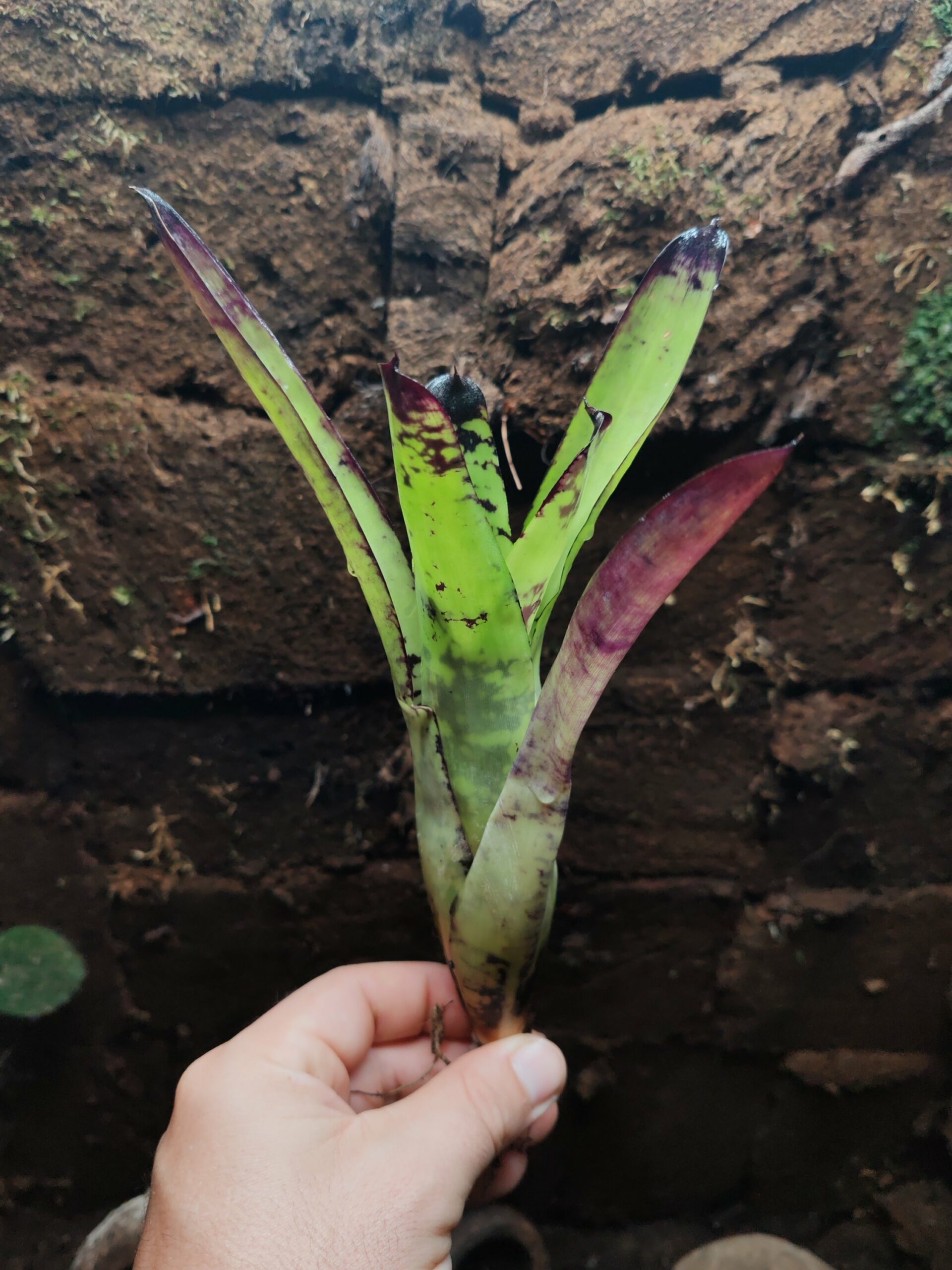 Neoregelia Kryptonite Small