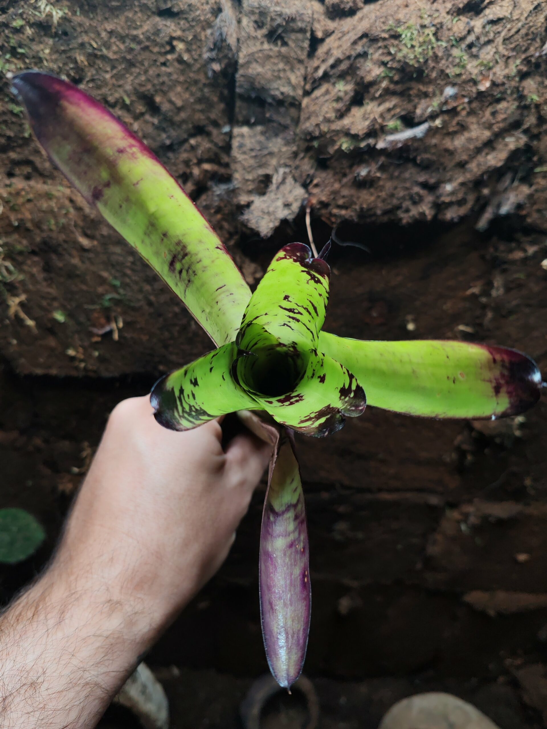 Neoregelia Kryptonite Small – Image 2