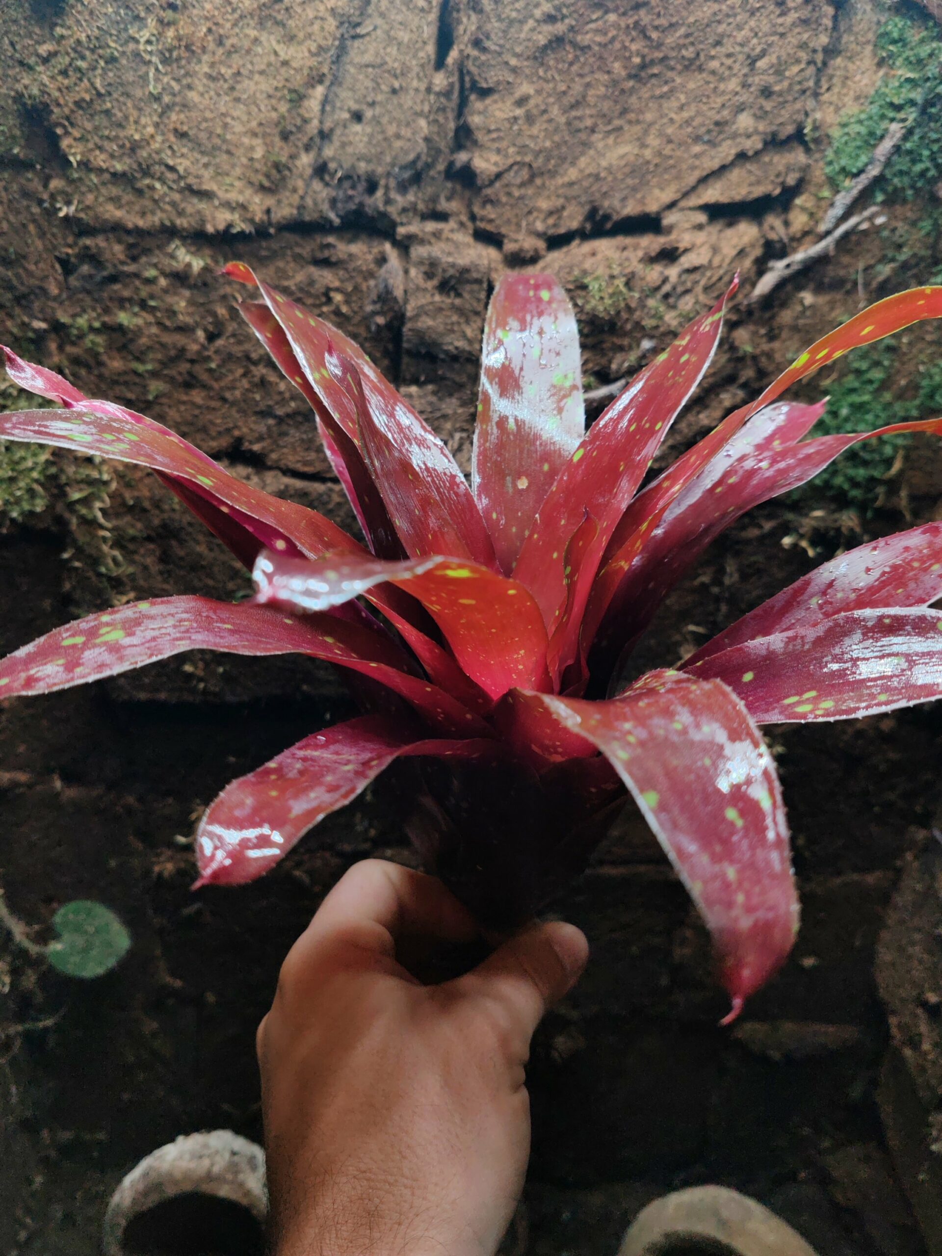 Neoregelia Bombardo