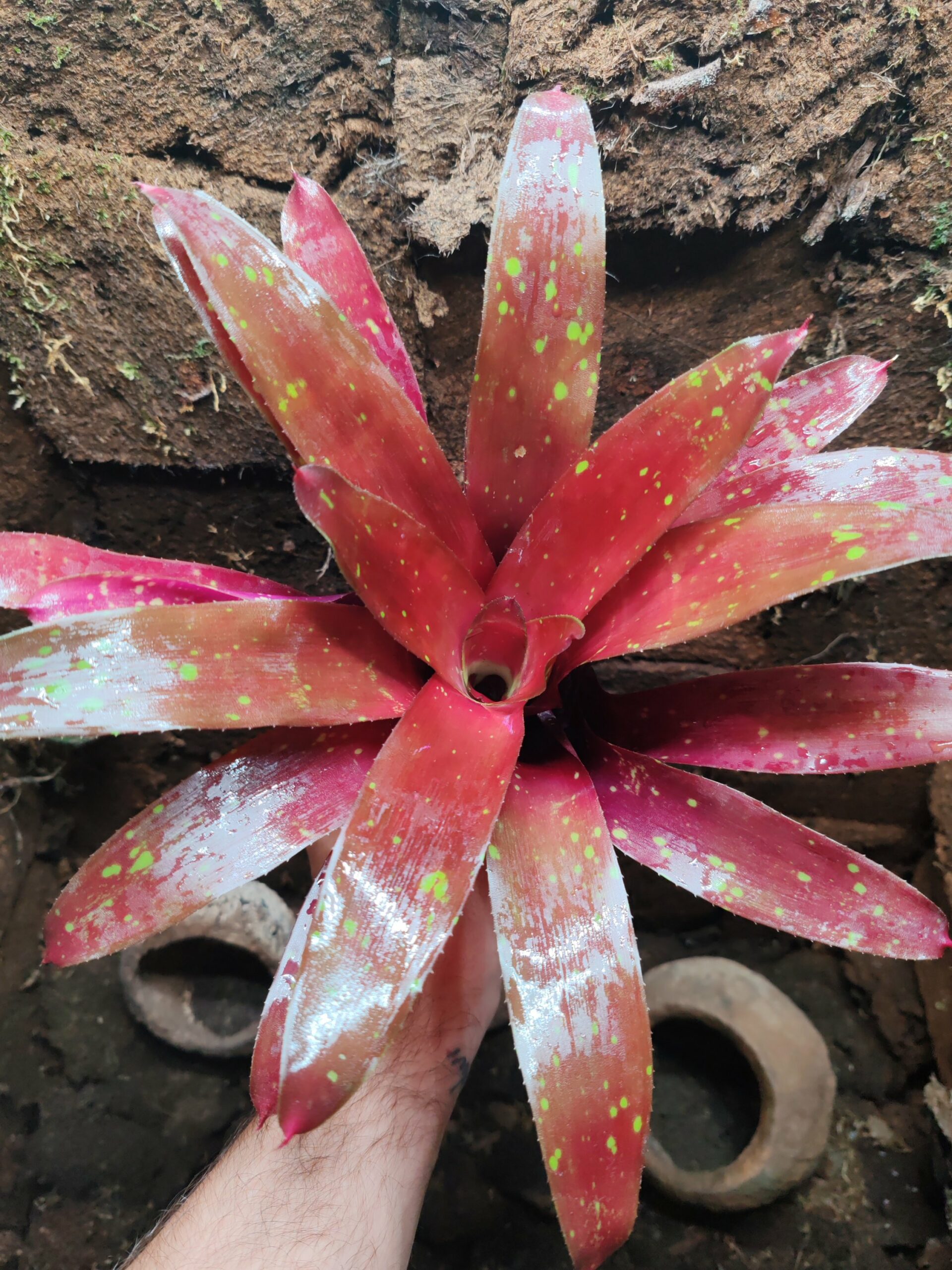 Neoregelia Bombardo – Image 2