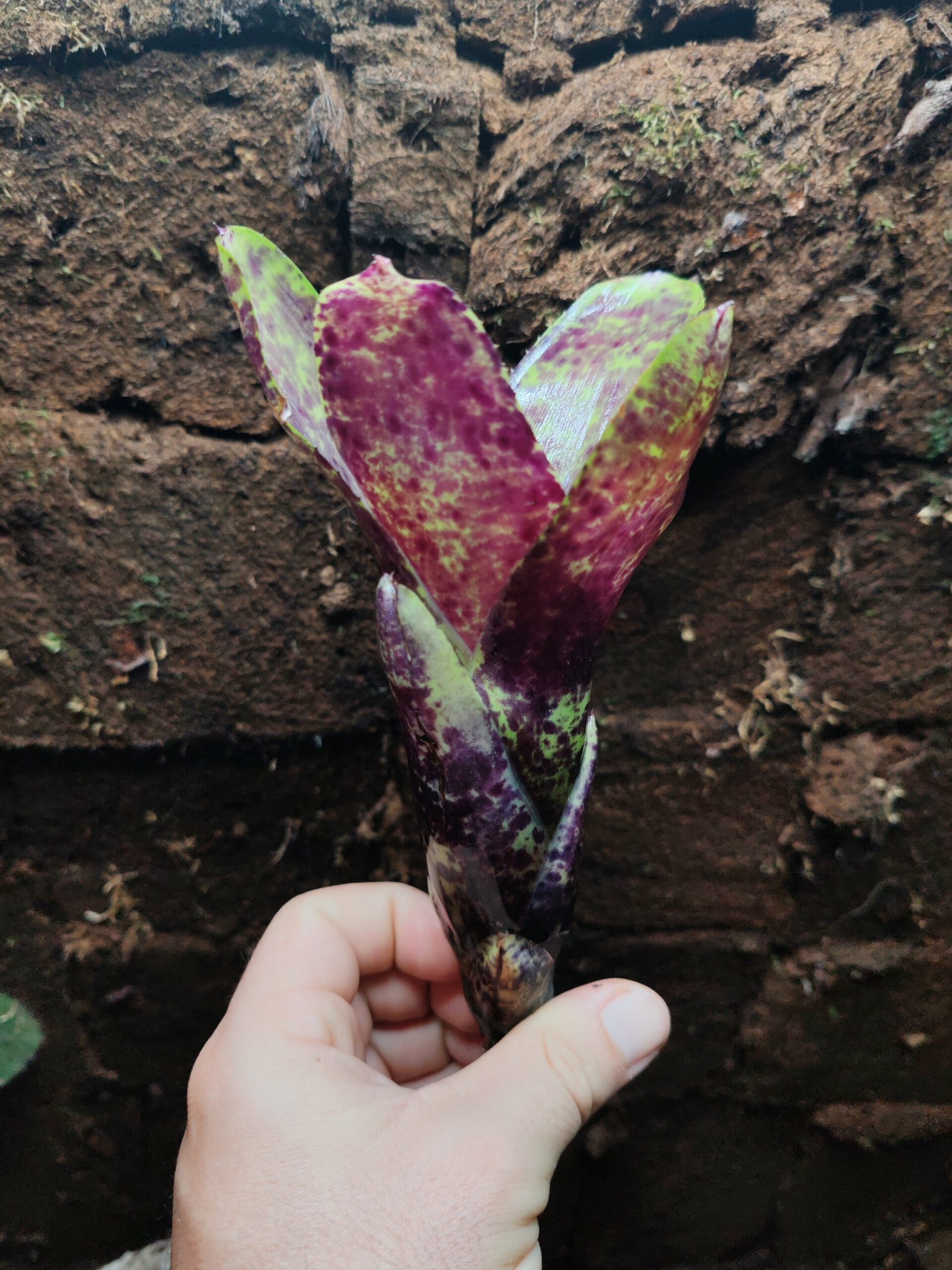 Neoregelia Smoothie babe
