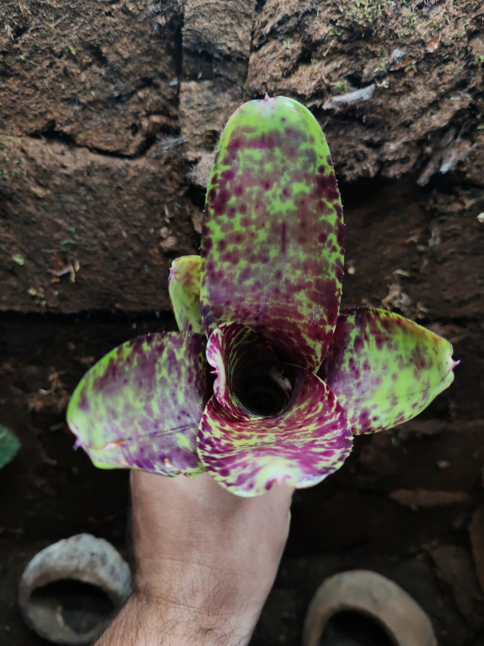Neoregelia Smoothie babe – Image 2