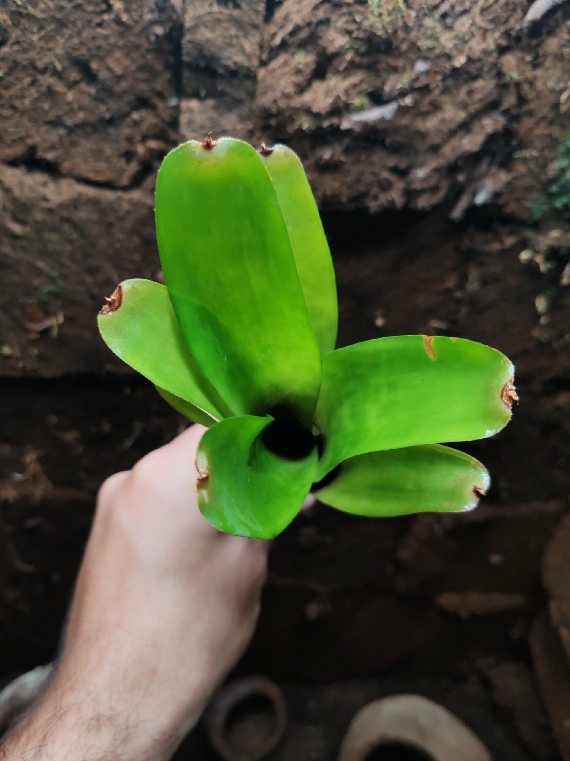 Neoregelia Pebble – Image 2