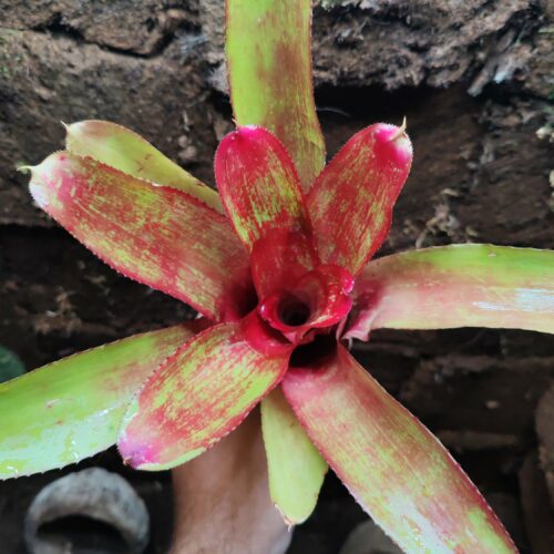 Neoregelia Rio Negro