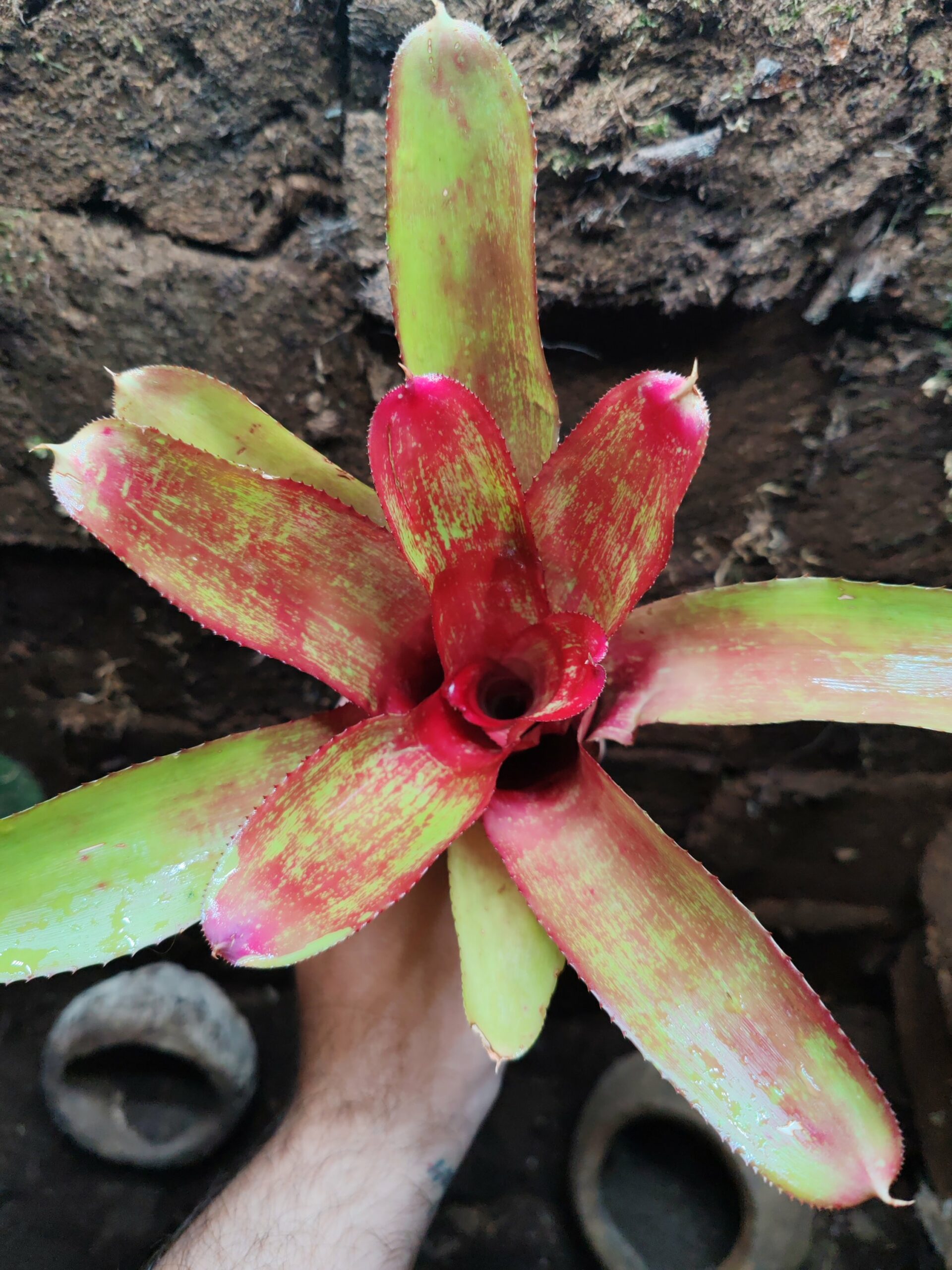 Neoregelia Rio Negro