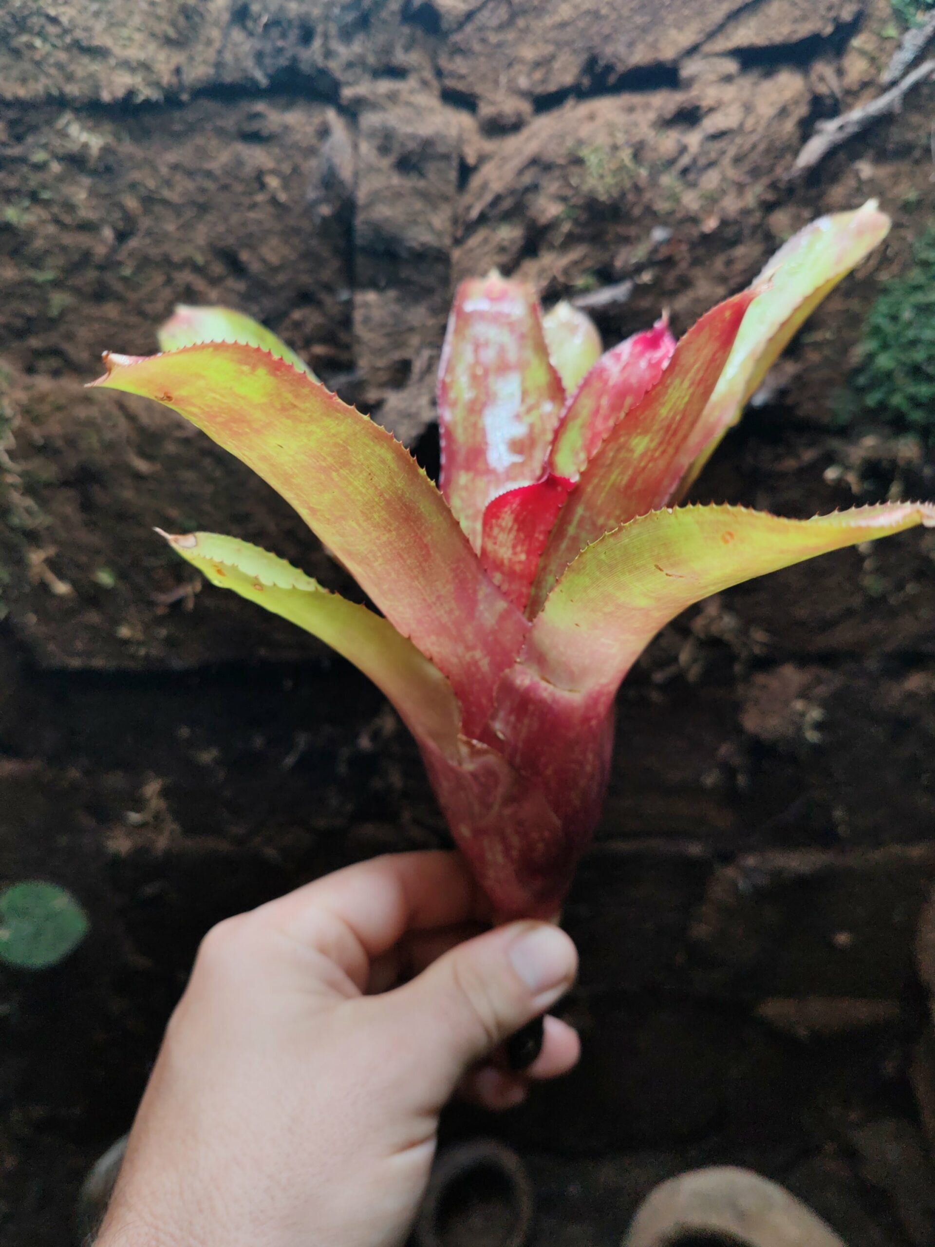 Neoregelia Rio Negro – Image 2