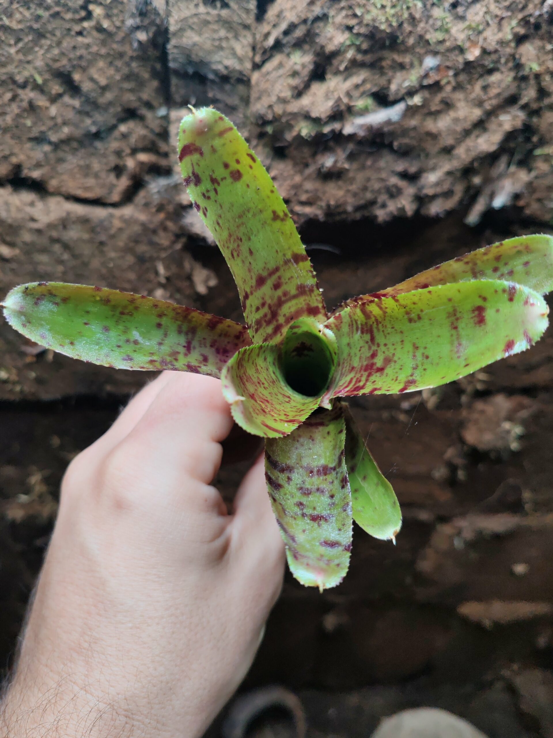 Neoregelia Tigra – Image 2