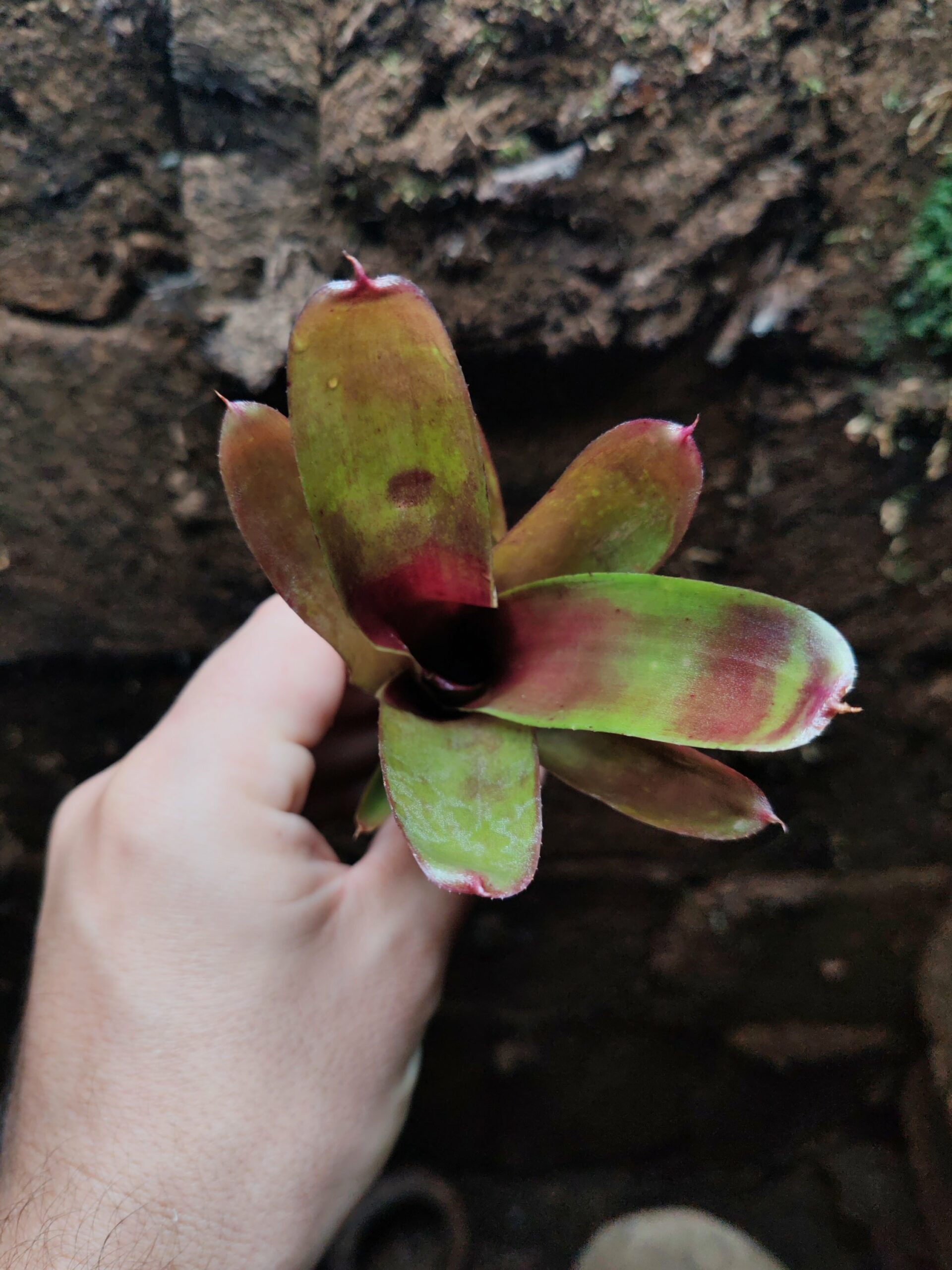 Neoregelia Bongo – Image 2