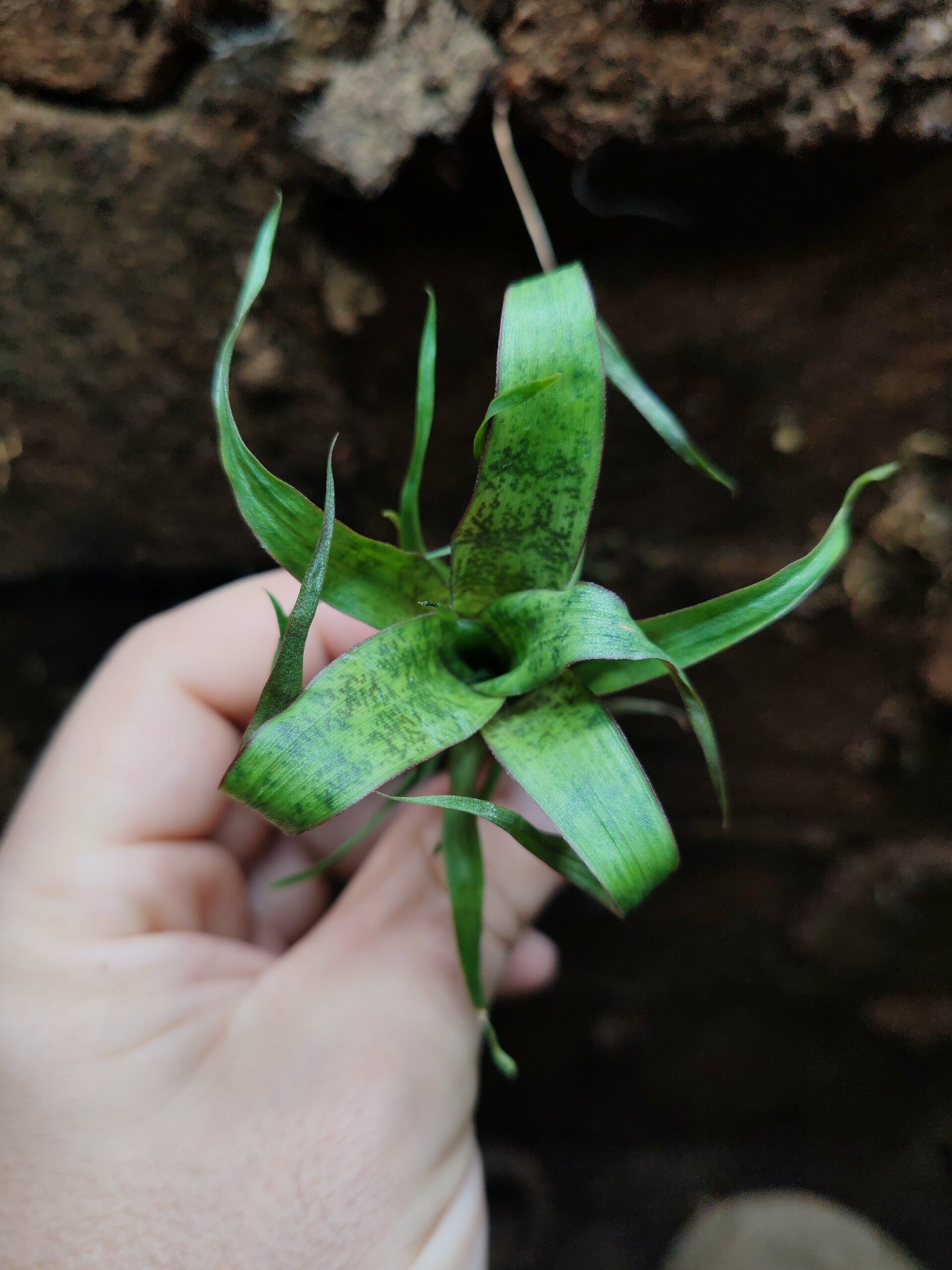 Vriesea "Red Chestnut" xss