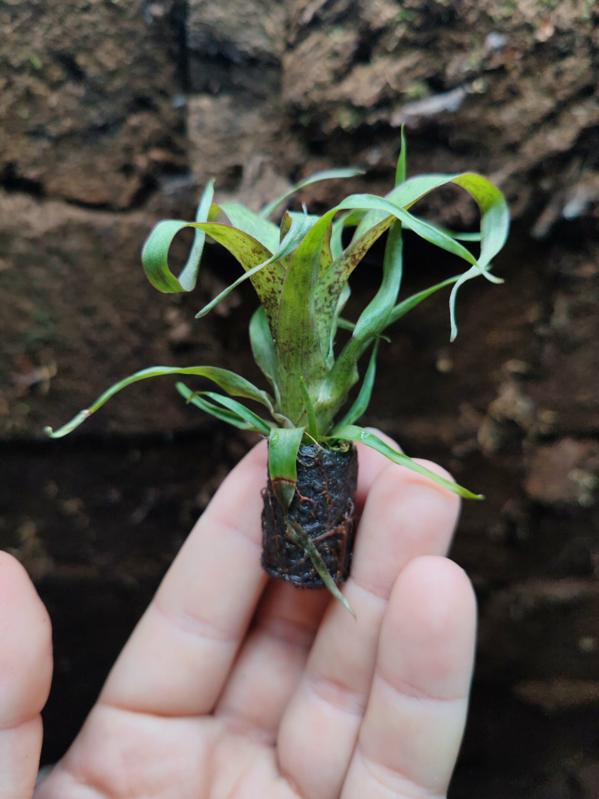 Vriesea "Red Chestnut" xss – Image 2