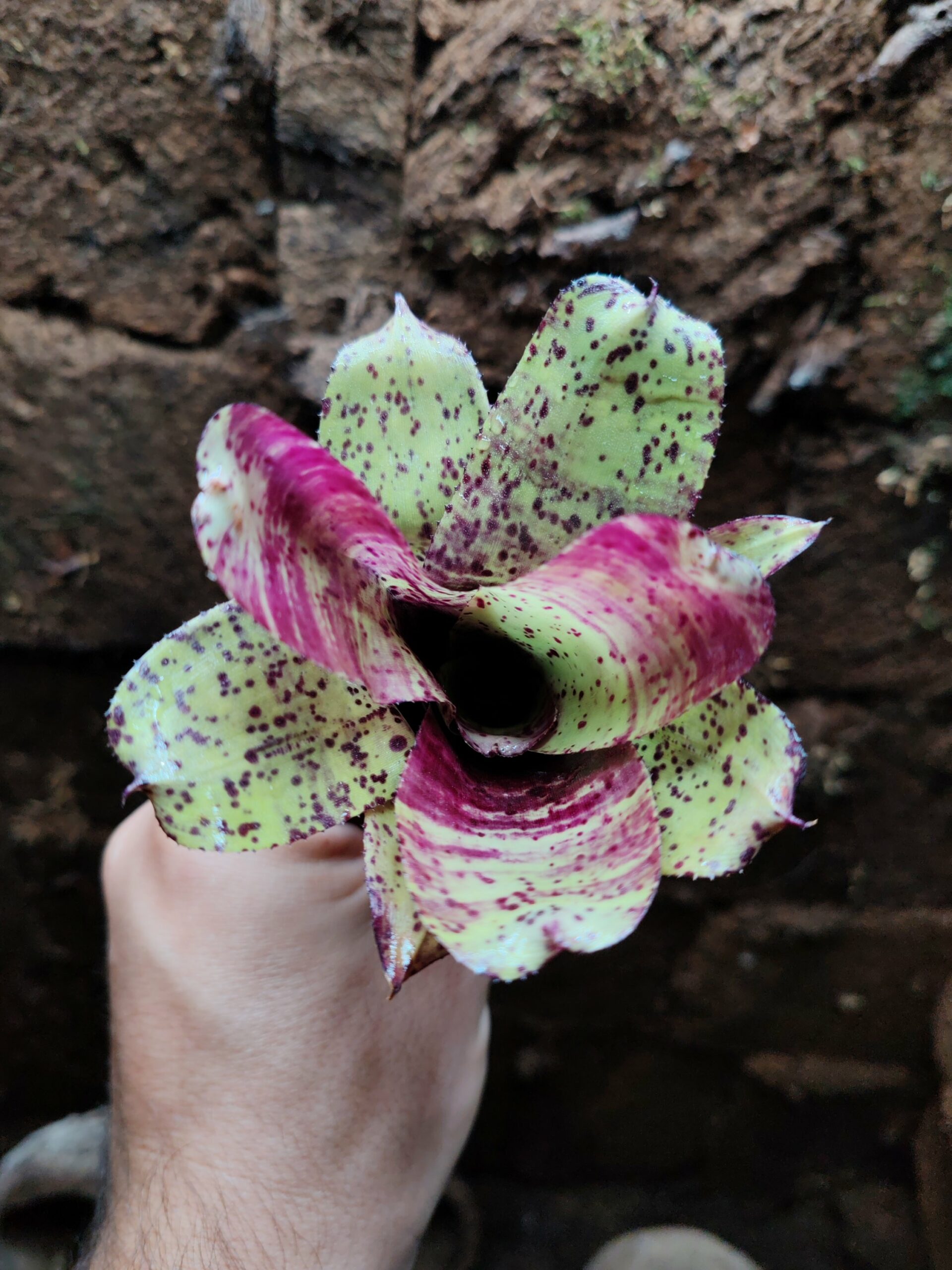 Neoregelia Kallox – Image 2