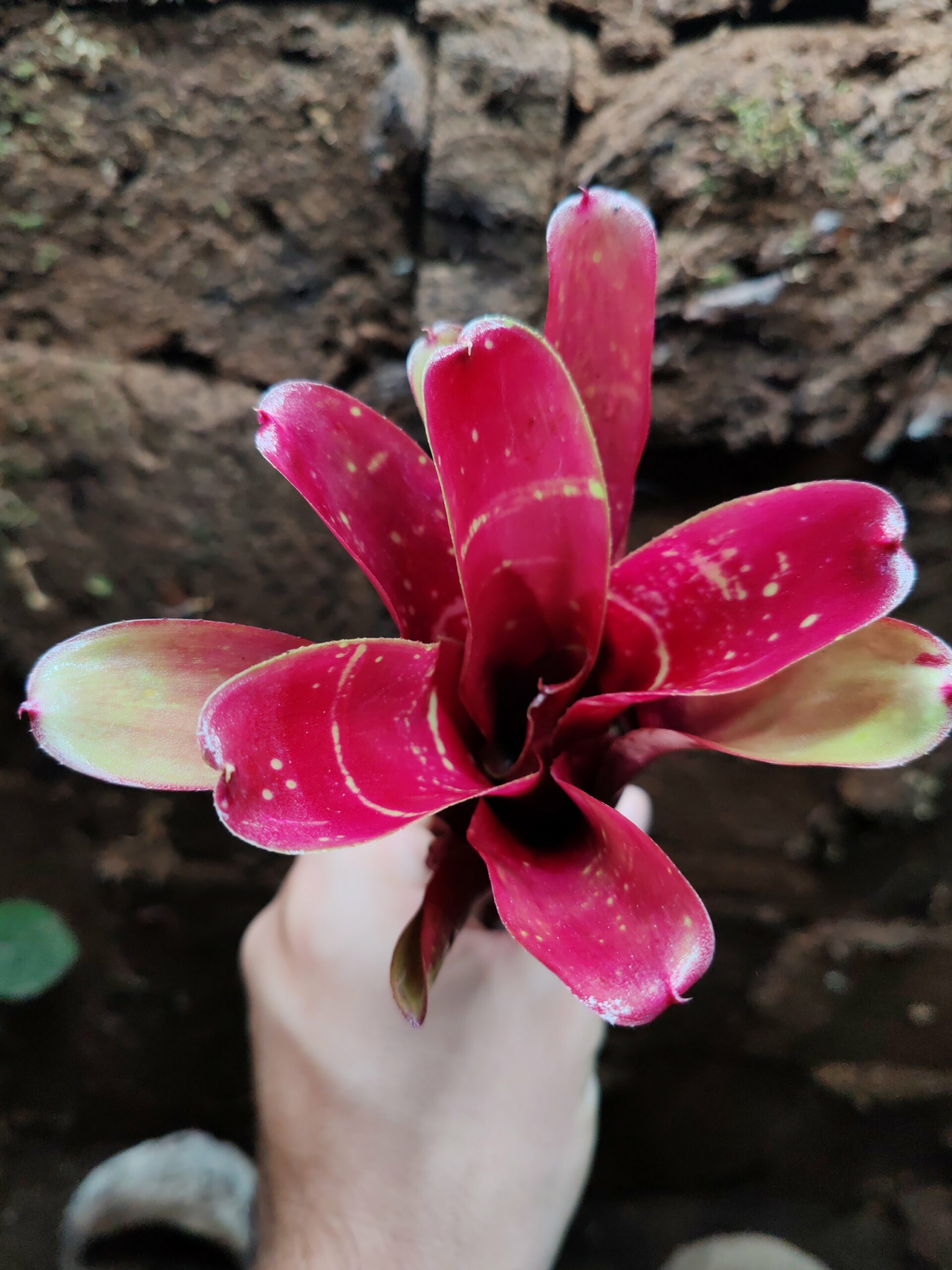 Neoregelia Beetle – Image 2