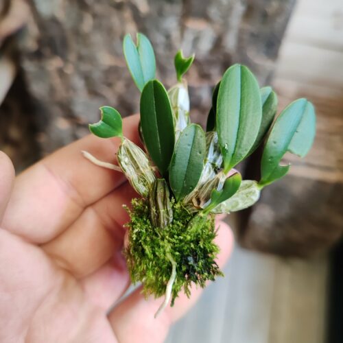 Orchidée miniature - Dendrobium jenkinsii