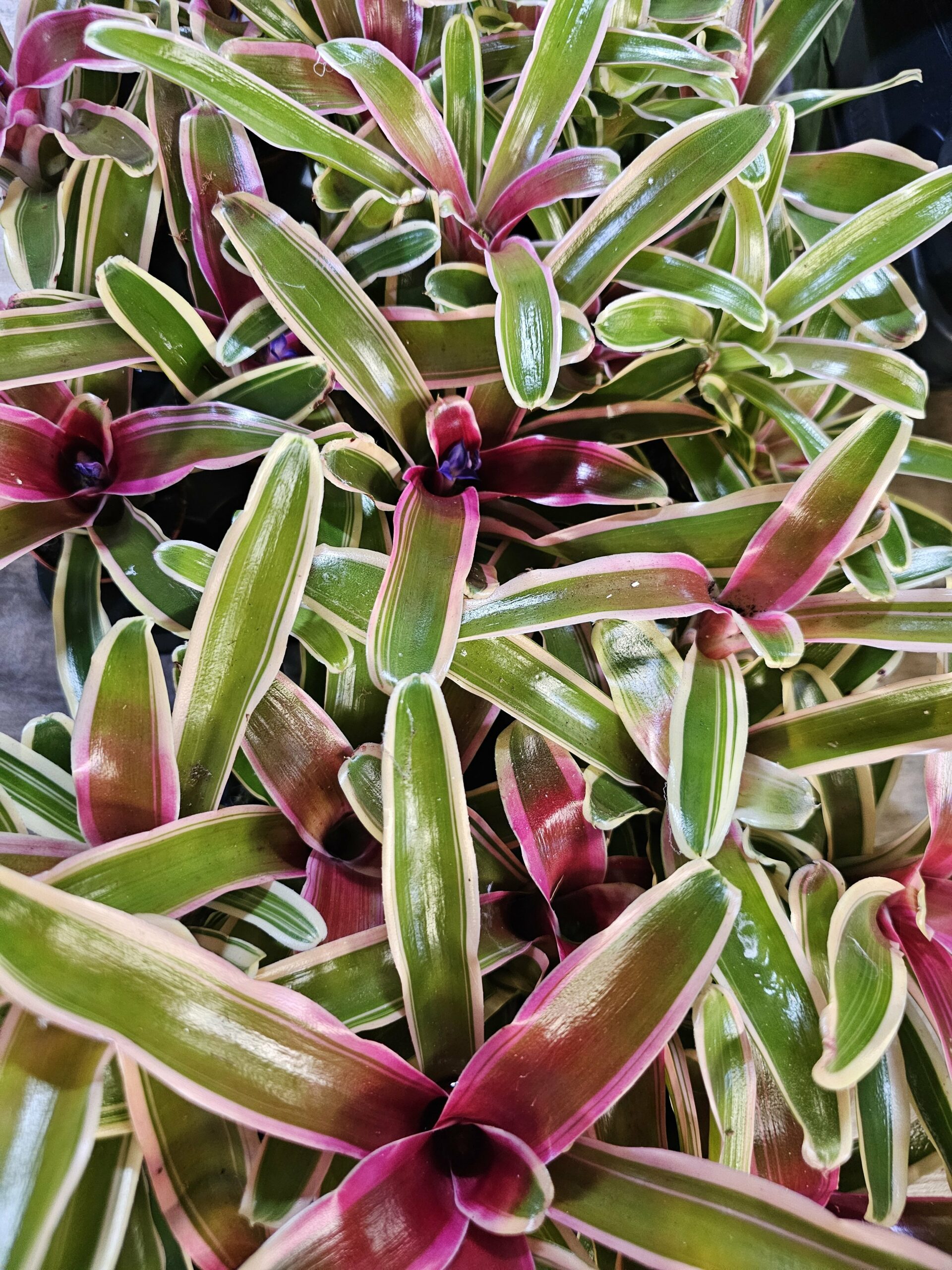 Neoregelia "Fireball" – Image 2