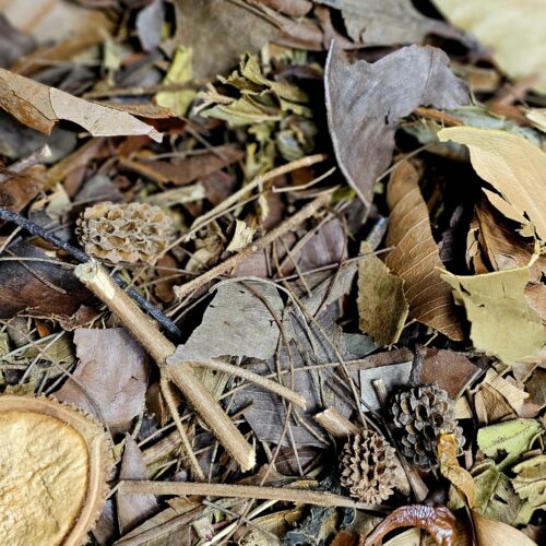 Litière de feuilles et gousses exotiques