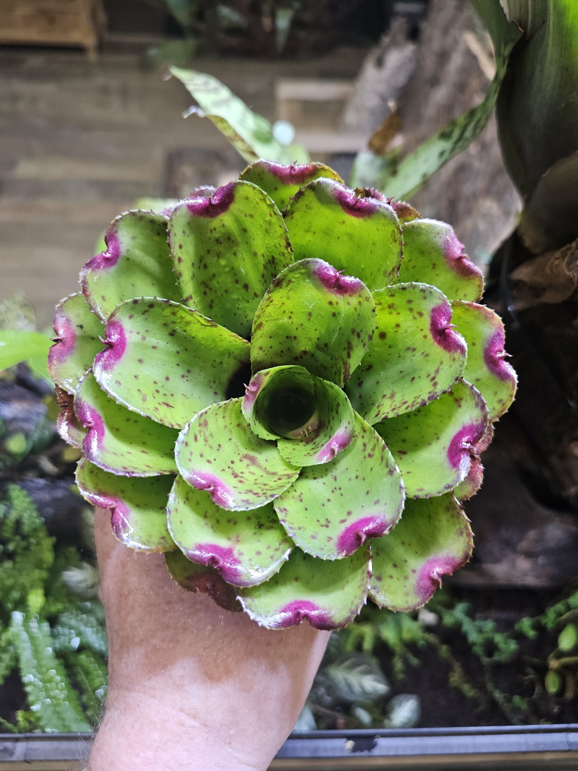 Neoregelia Little fitch