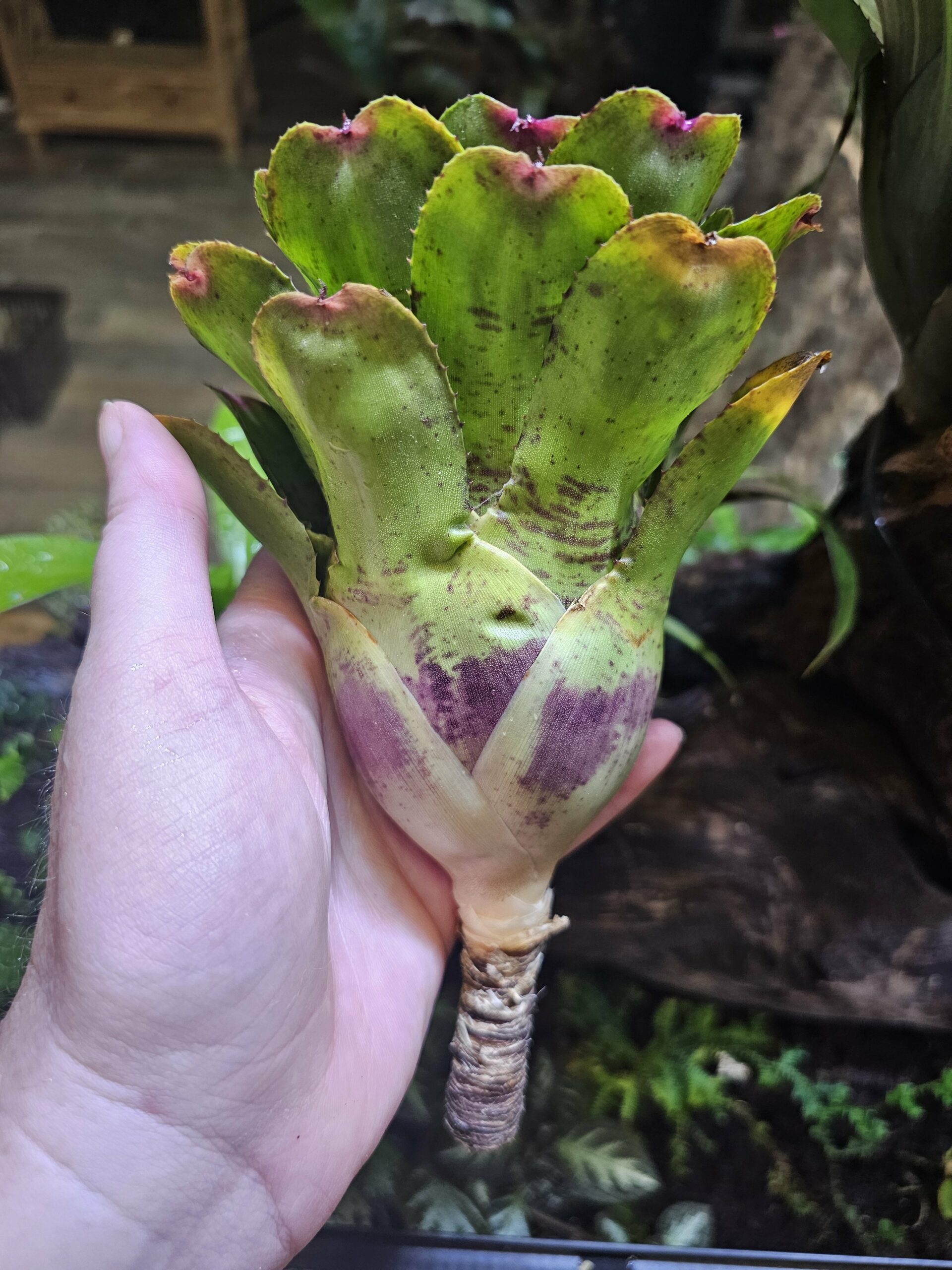 Neoregelia Little fitch – Image 2