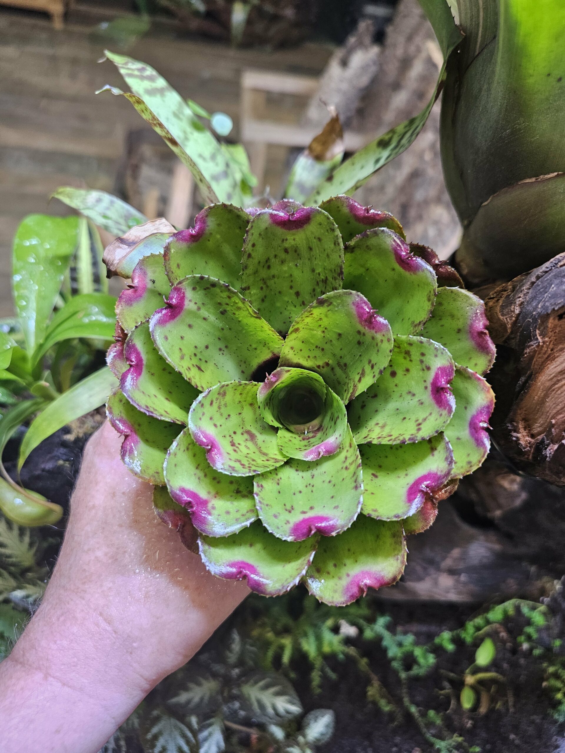 Neoregelia Little fitch – Image 3