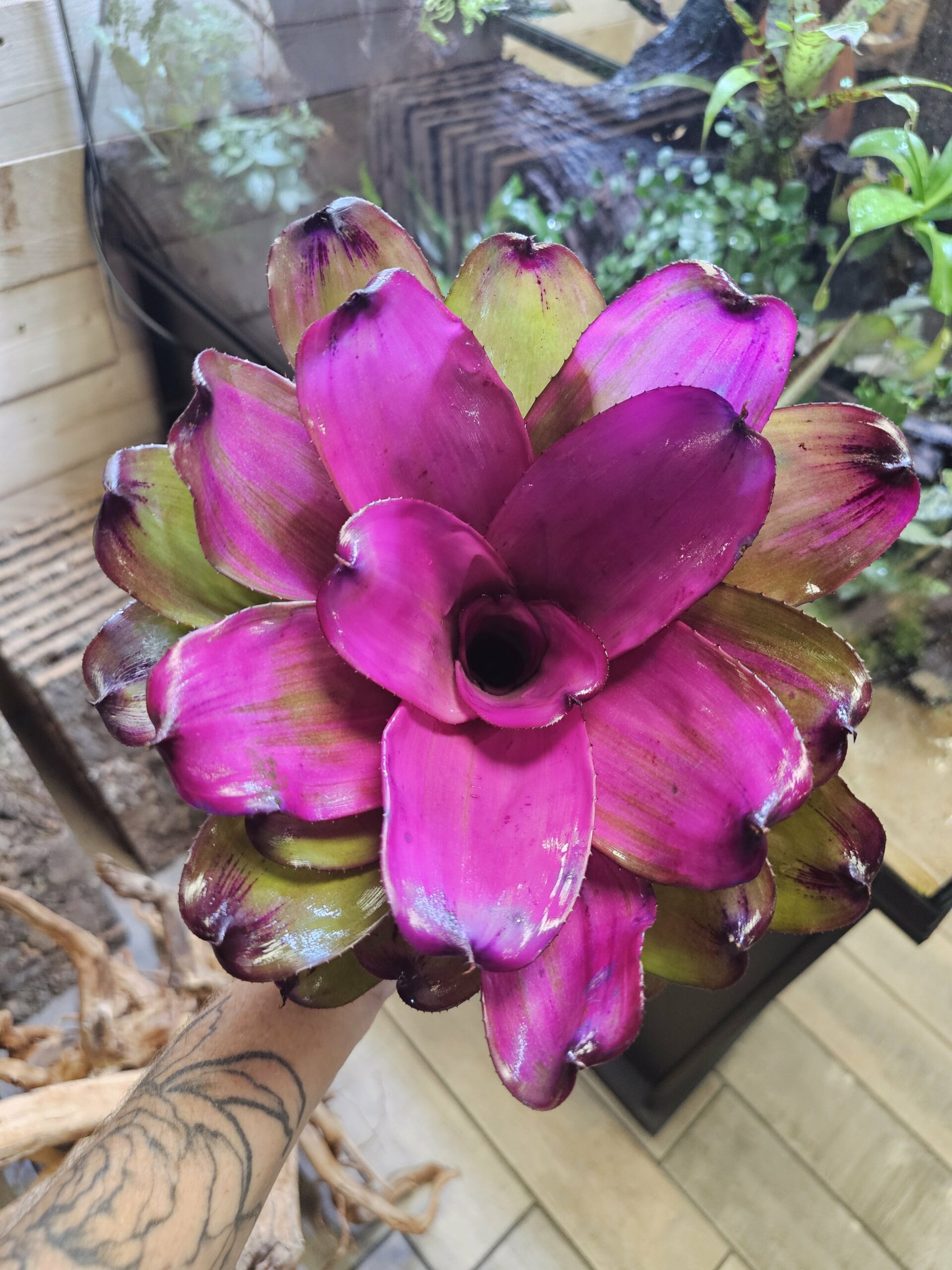 Neoregelia Purple star