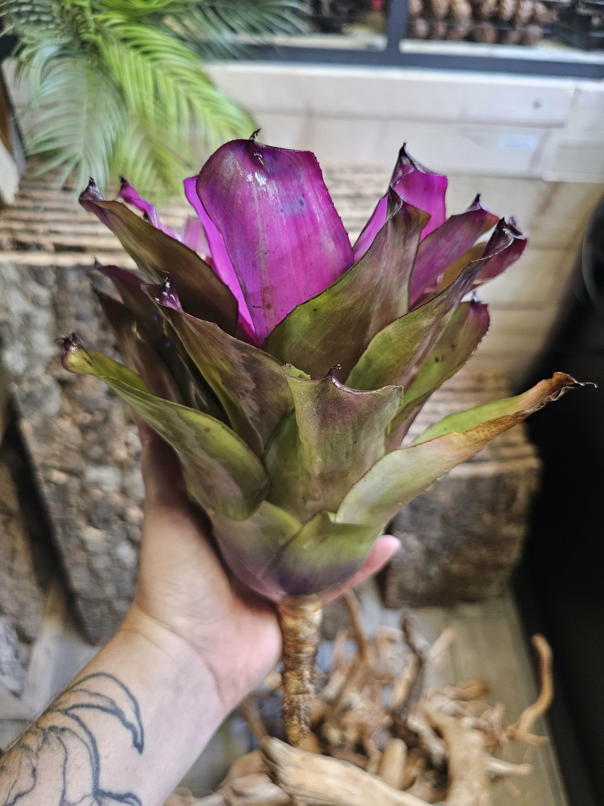 Neoregelia Purple star – Image 2