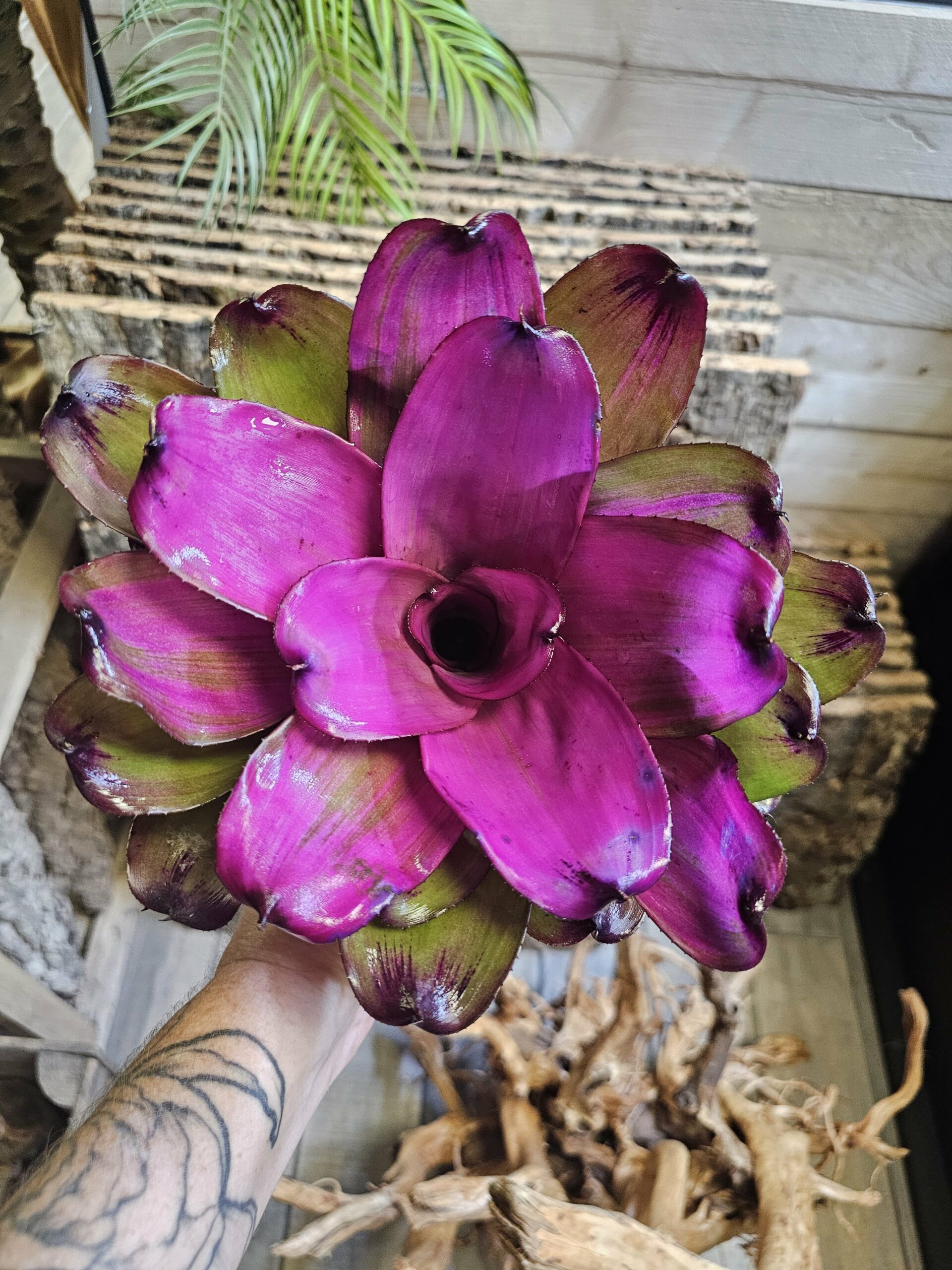 Neoregelia Purple star – Image 3